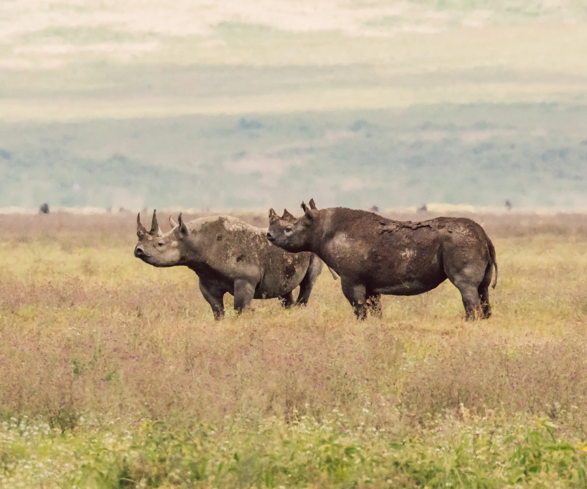 8 Days Family Safari In Tanzania Wildlife