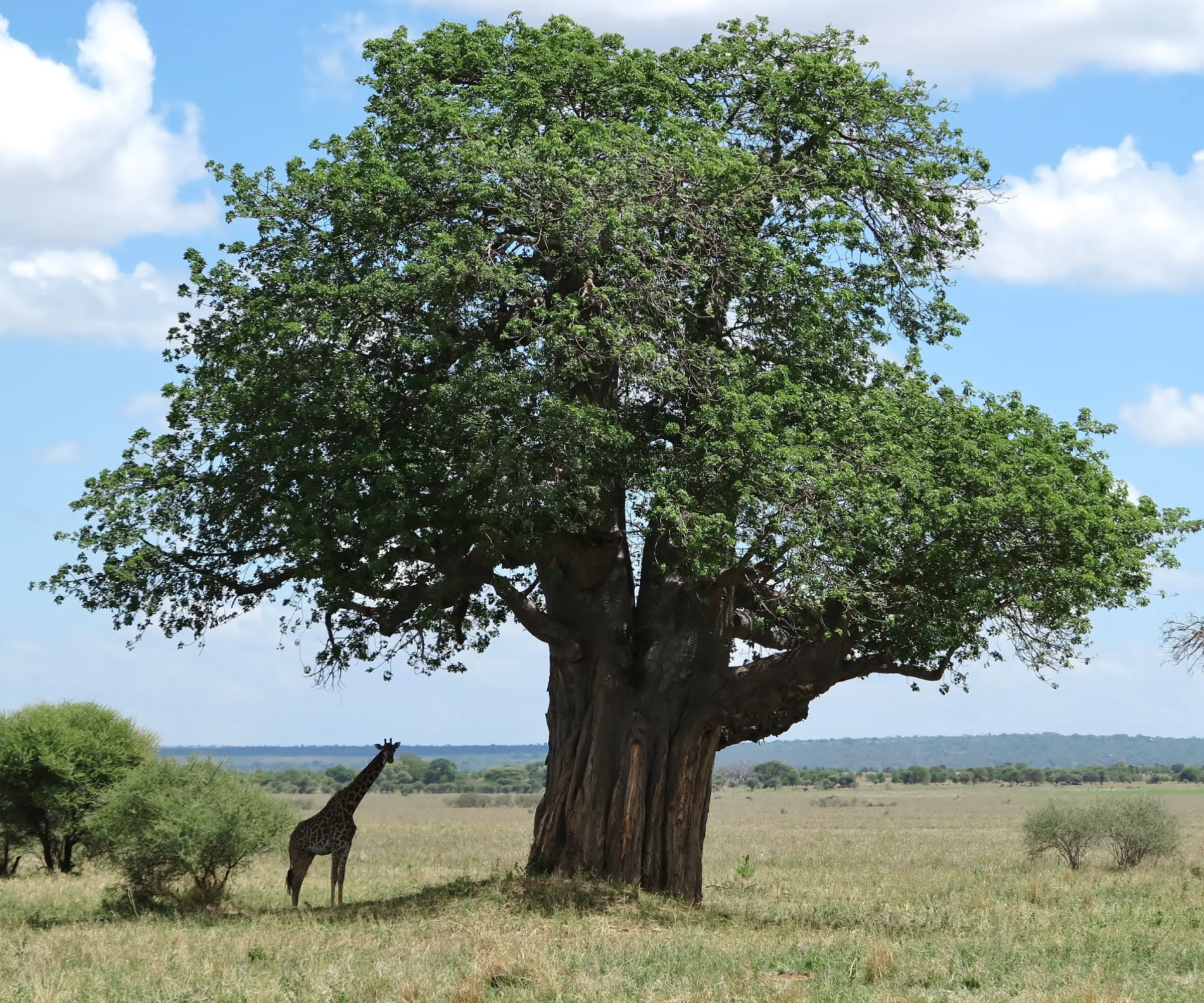 8 Days Family Safari In Tanzania Wildlife