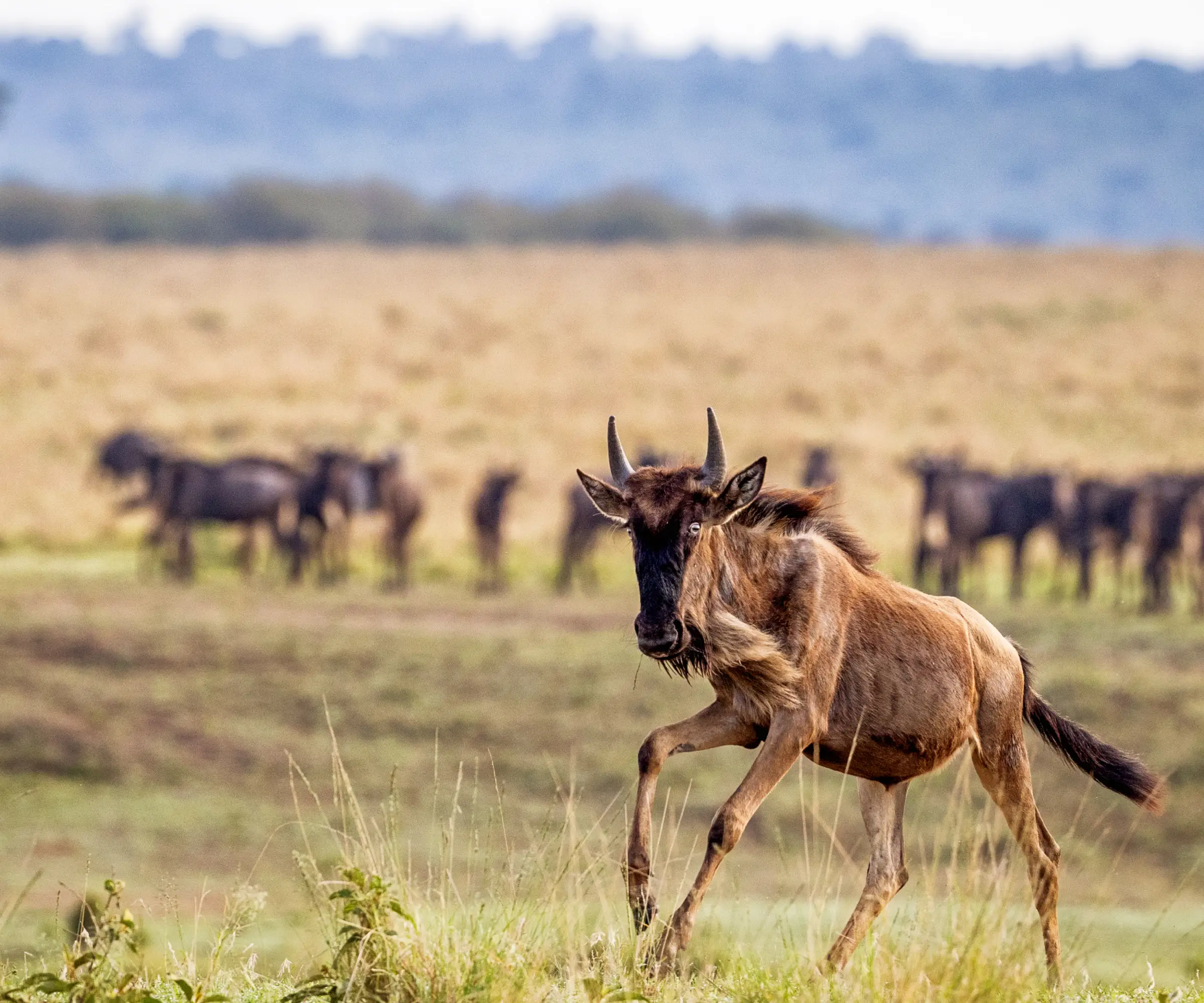 8 Days Family Safari In Tanzania Wildlife