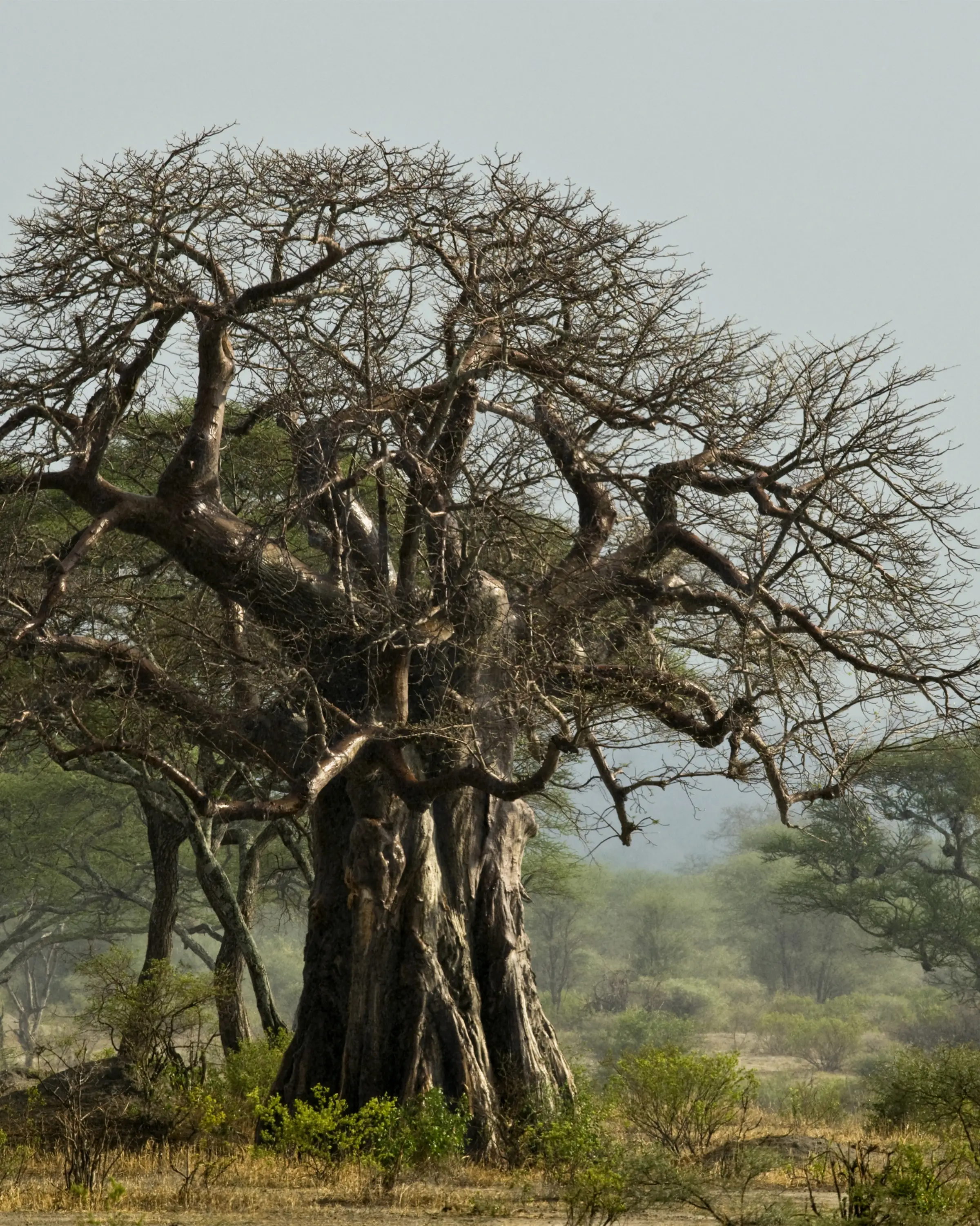 8 Days Family Safari In Tanzania Baobab tree