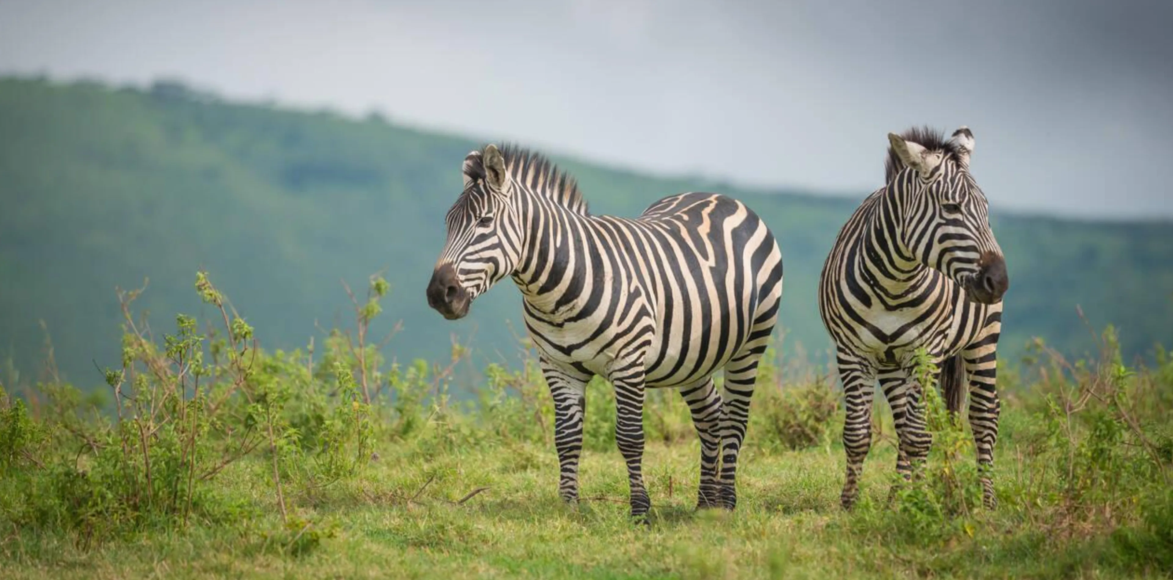 8 Days Family Safari In Tanzania Attraction