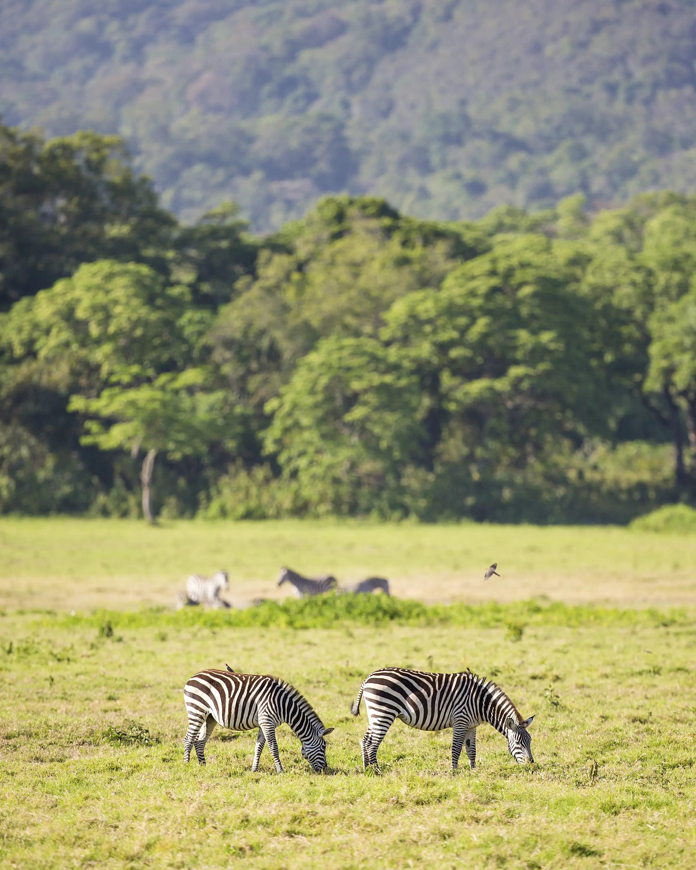 8 Days Family Safari In Tanzania Game Drive