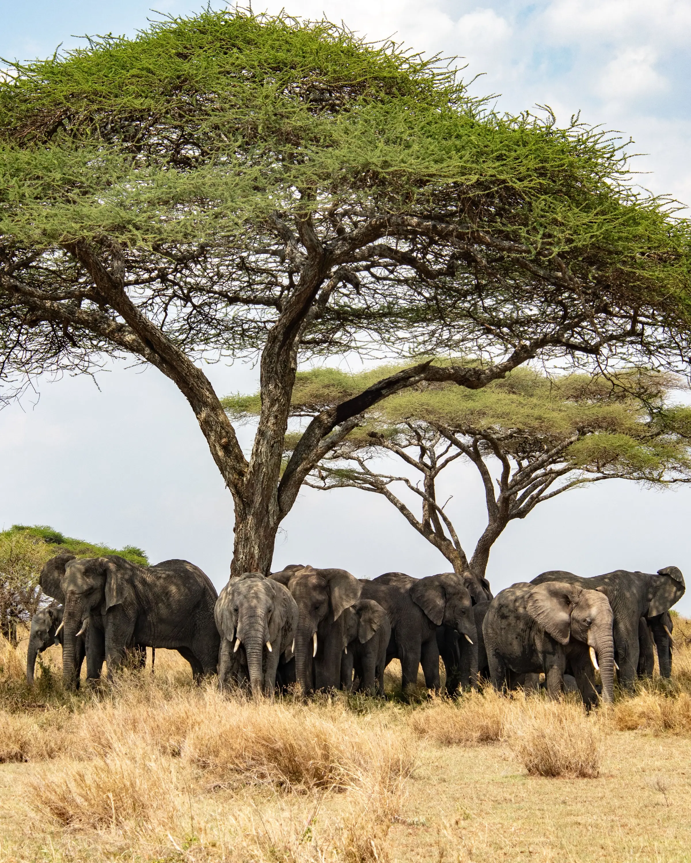 8 Days Family Safari In Tanzania Game Drive