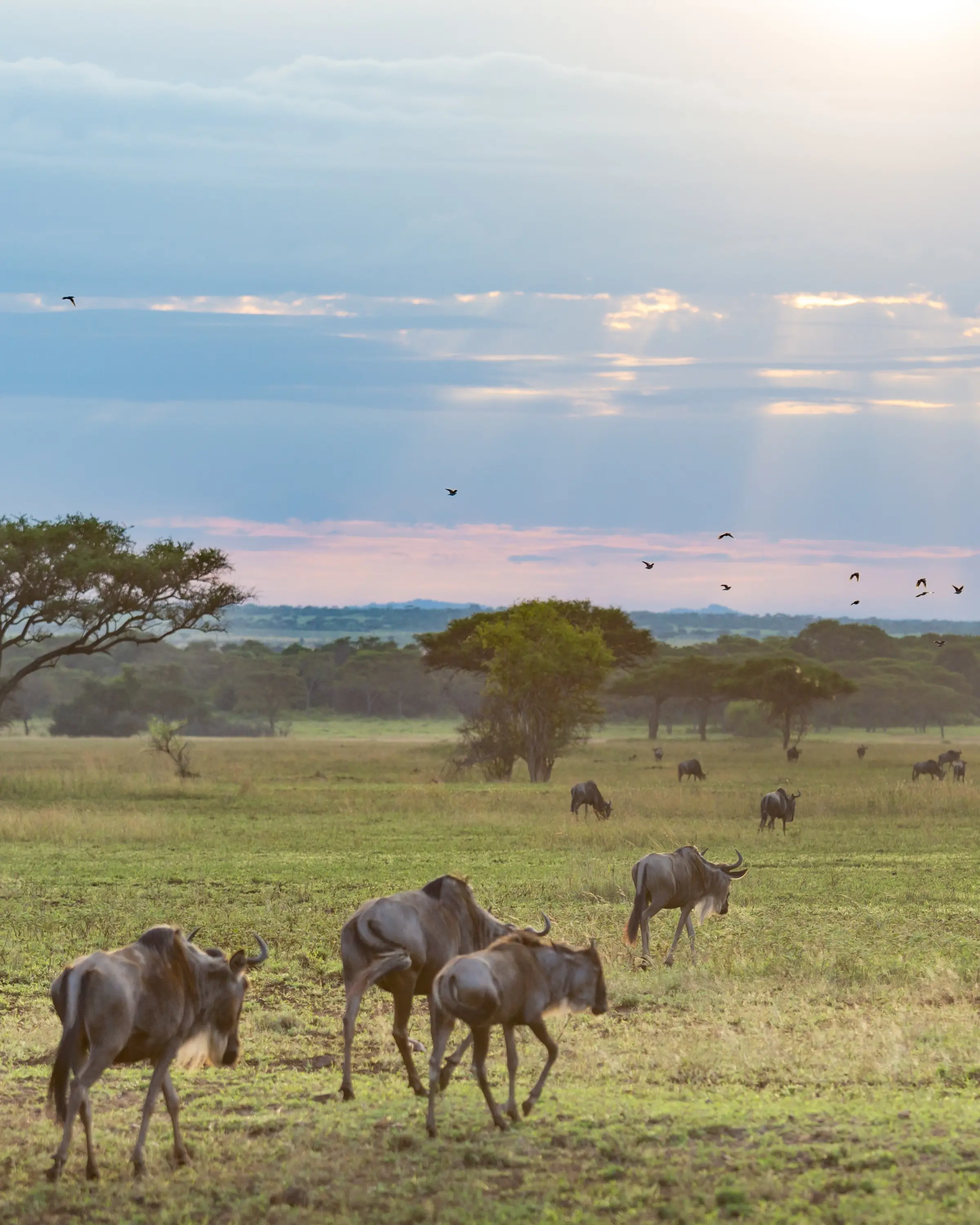 8 Days Family Safari In Tanzania Great Migration