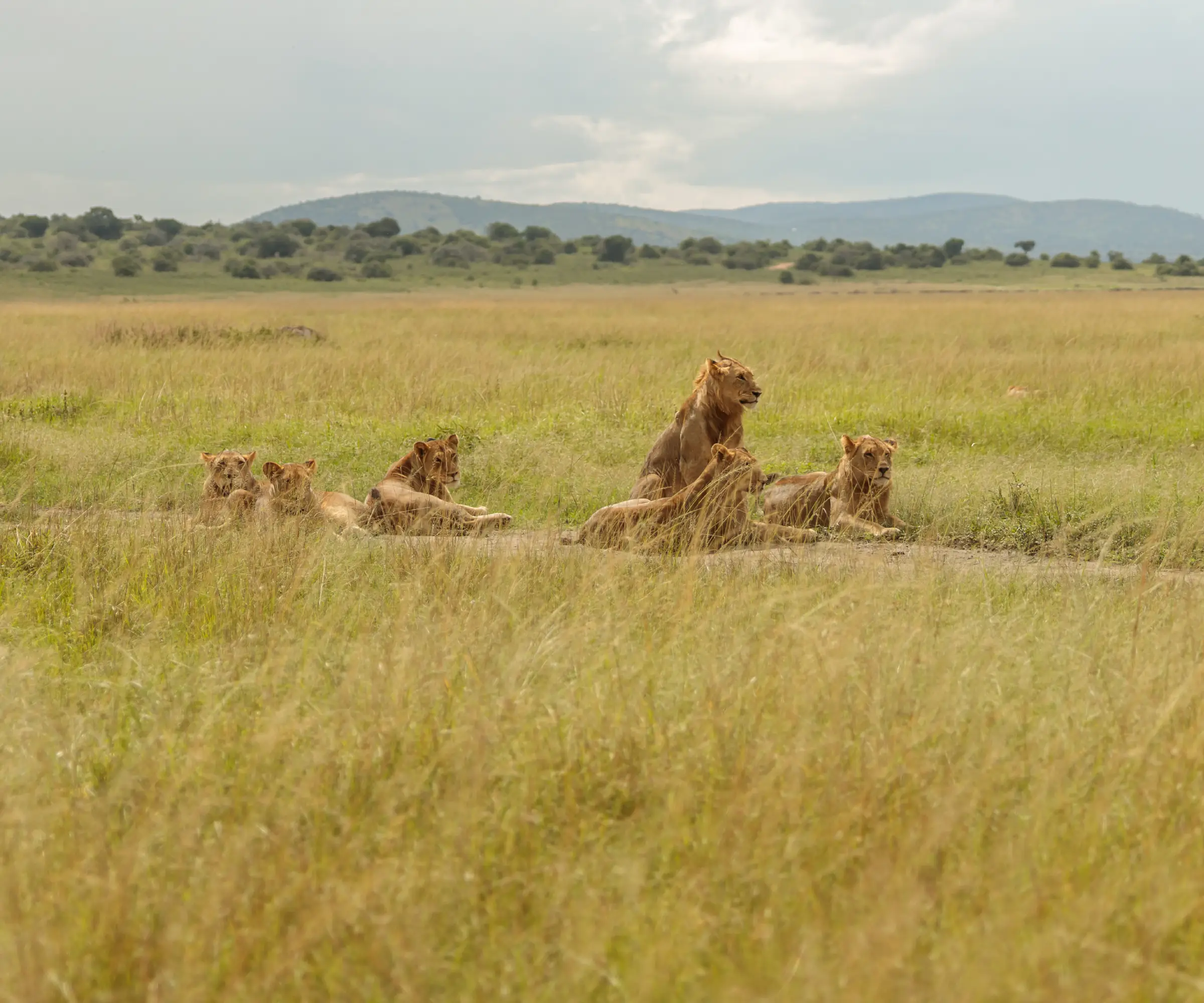 9 Days Photography Safari In Tanzania Wildlife
