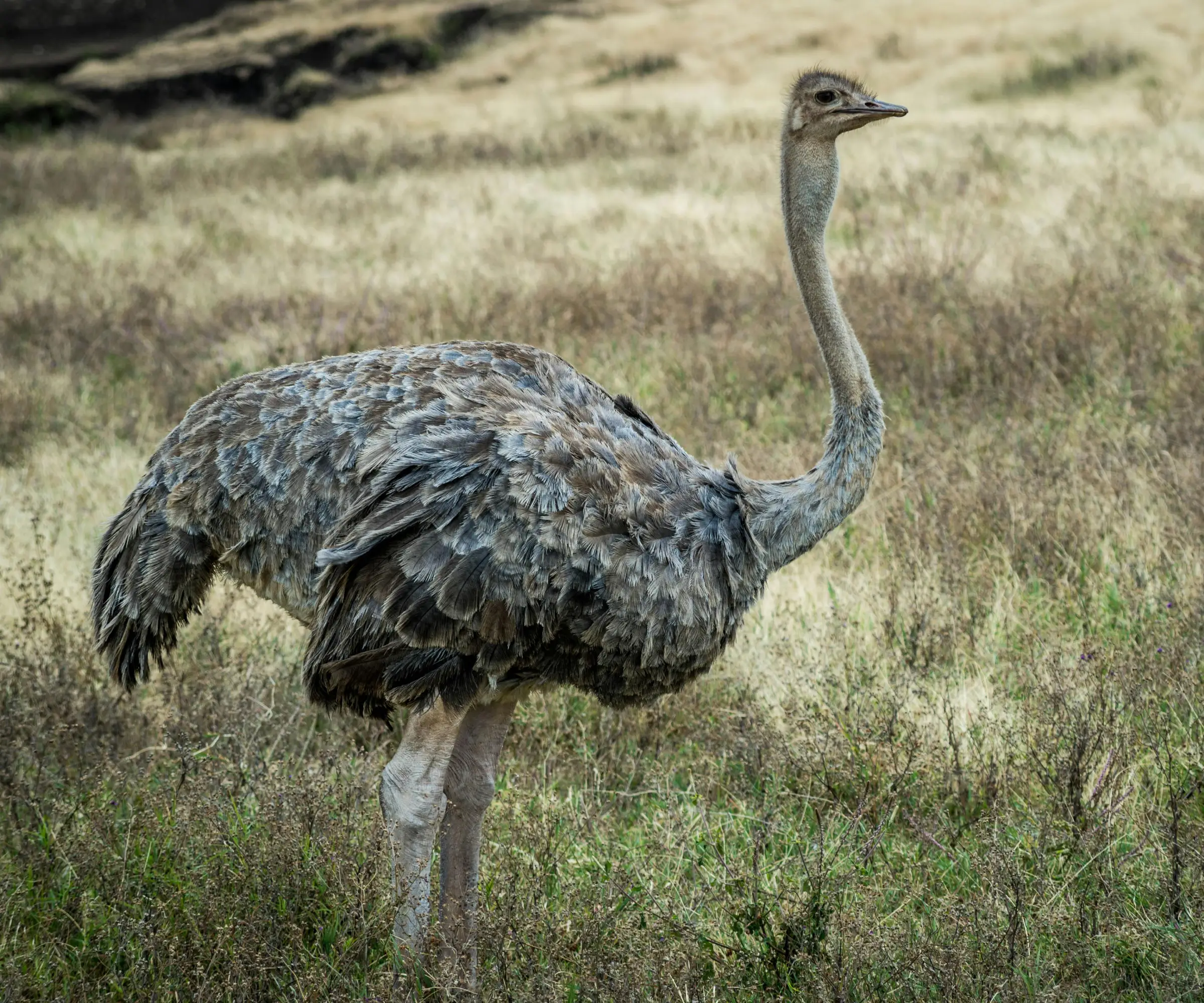 9 Days Photography Safari In Tanzania Wildlife