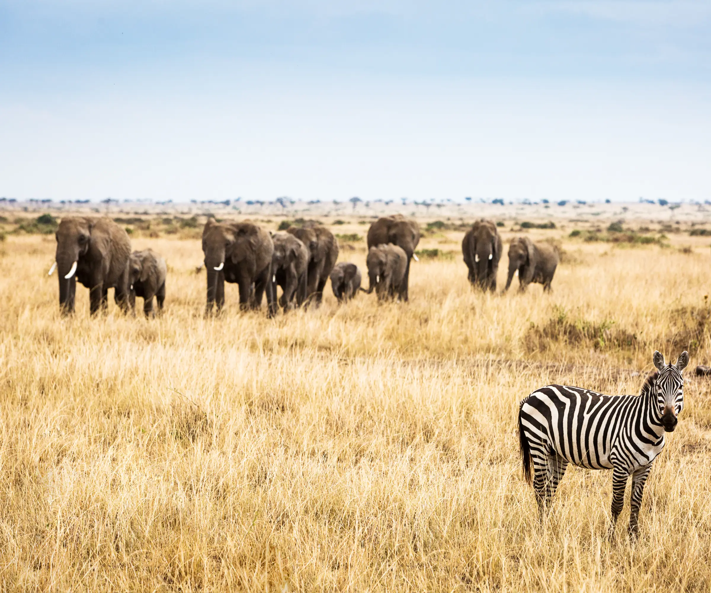 9 Days Photography Safari In Tanzania Wildlife