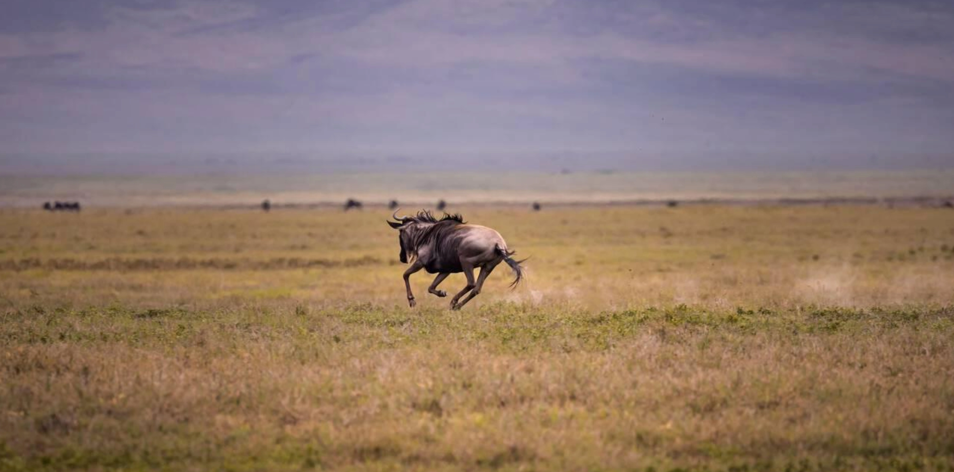 9 Days Photography Safari In Tanzania Attraction