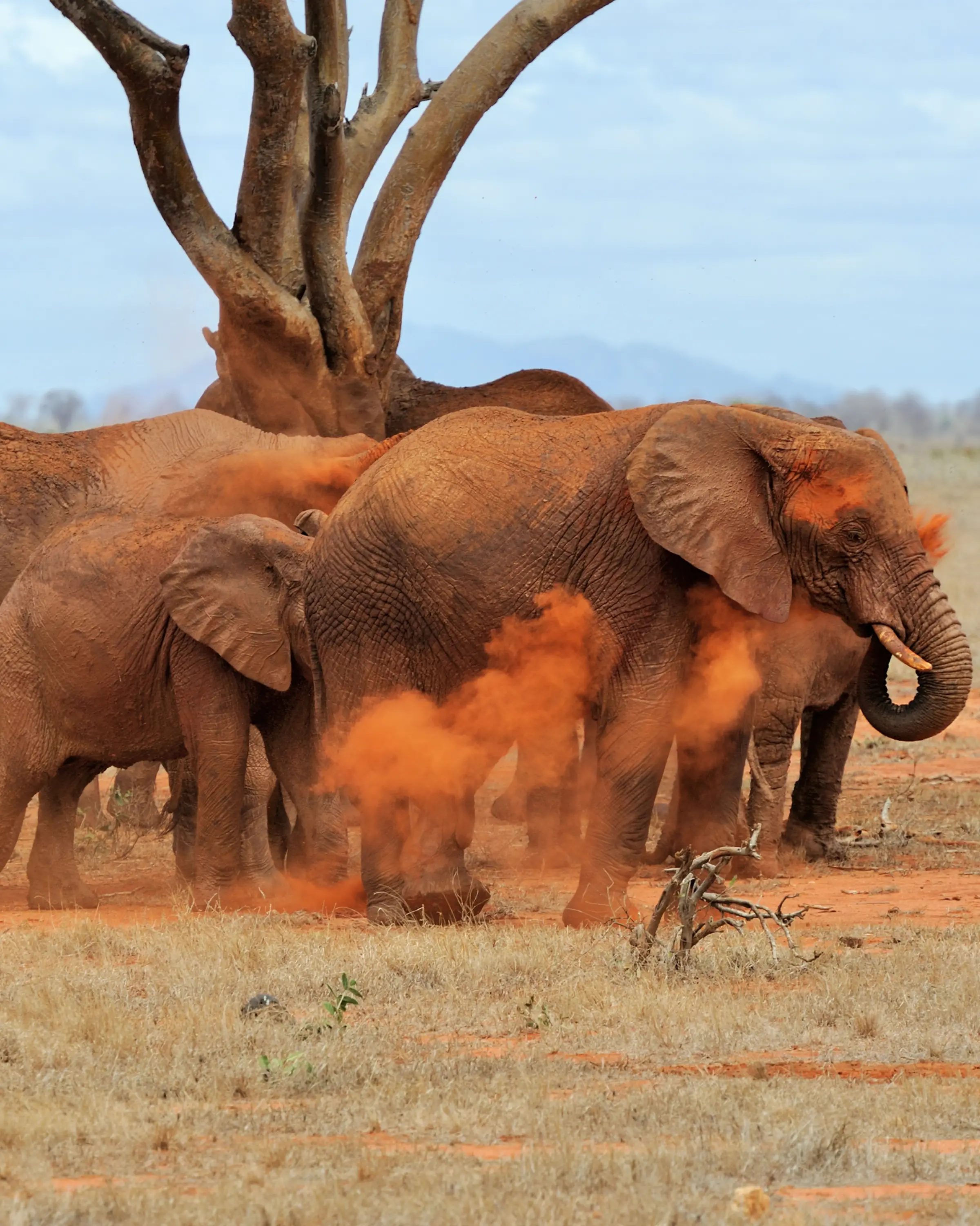 9 Days Photography Safari In Tanzania Game Drive
