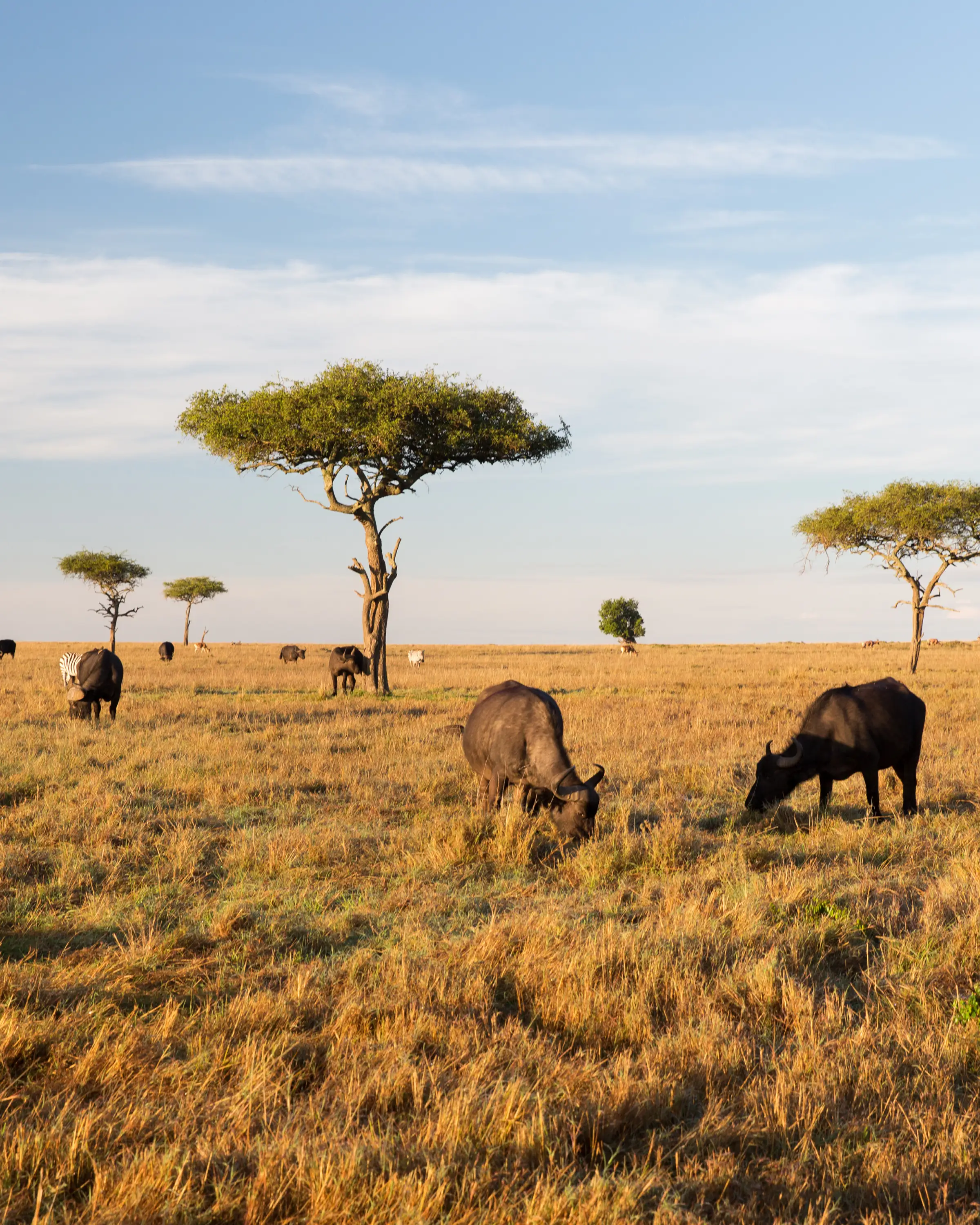 9 Days Photography Safari In Tanzania Game Drive