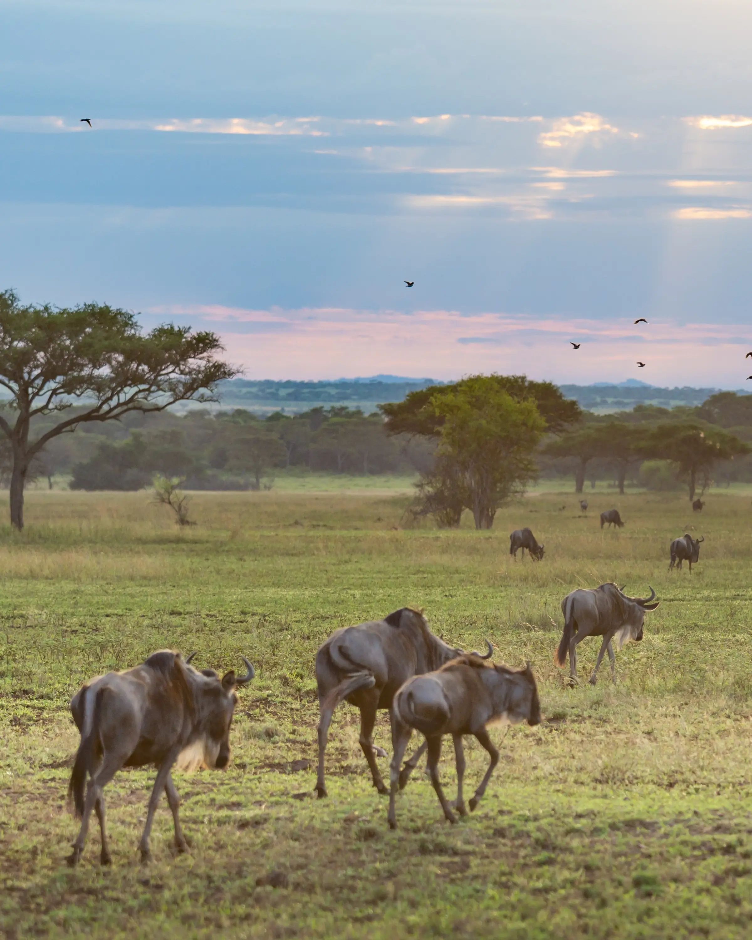 9 Days Photography Safari In Tanzania Great Migration