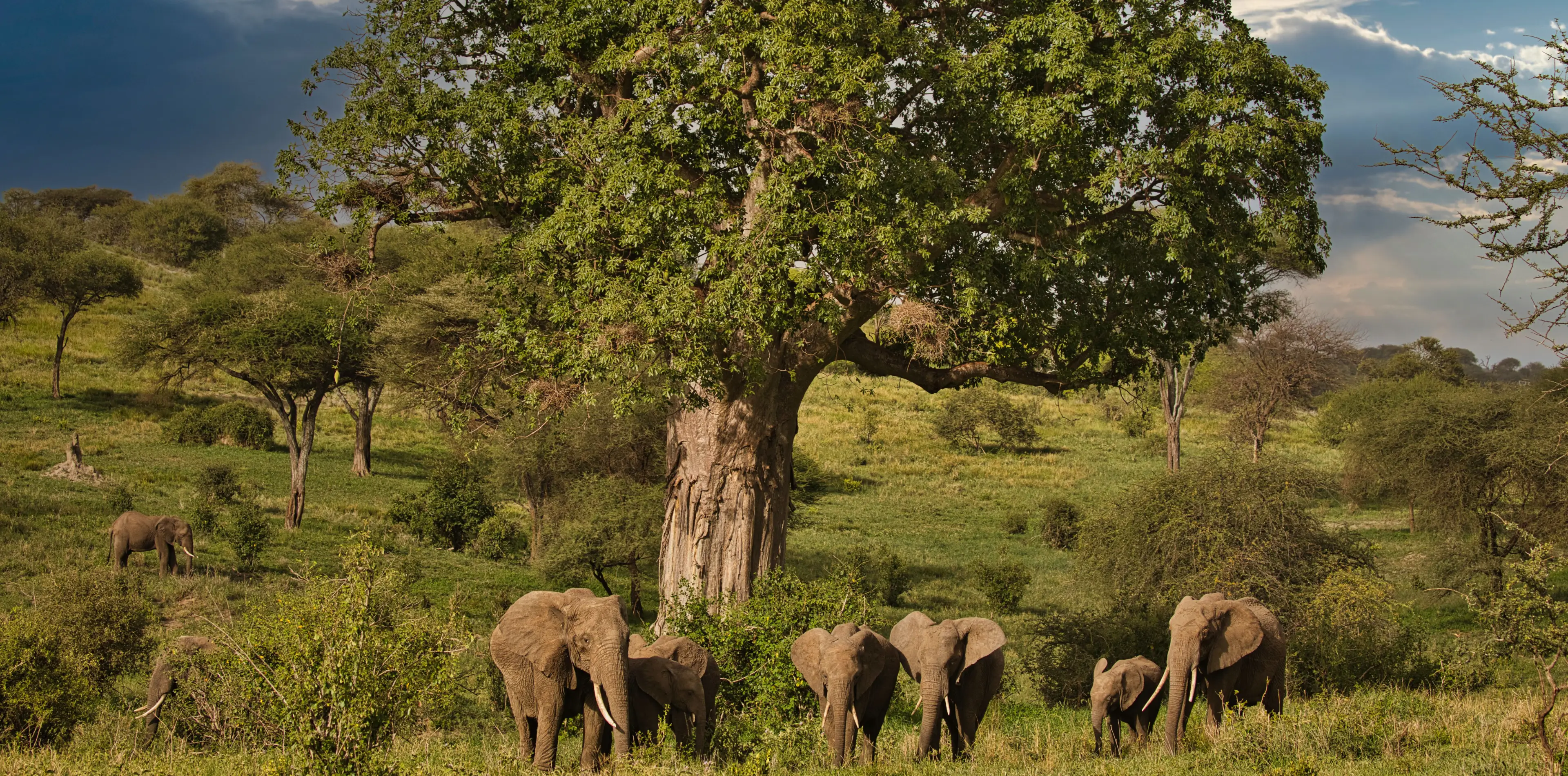 9 Days Photography Safari In Tanzania