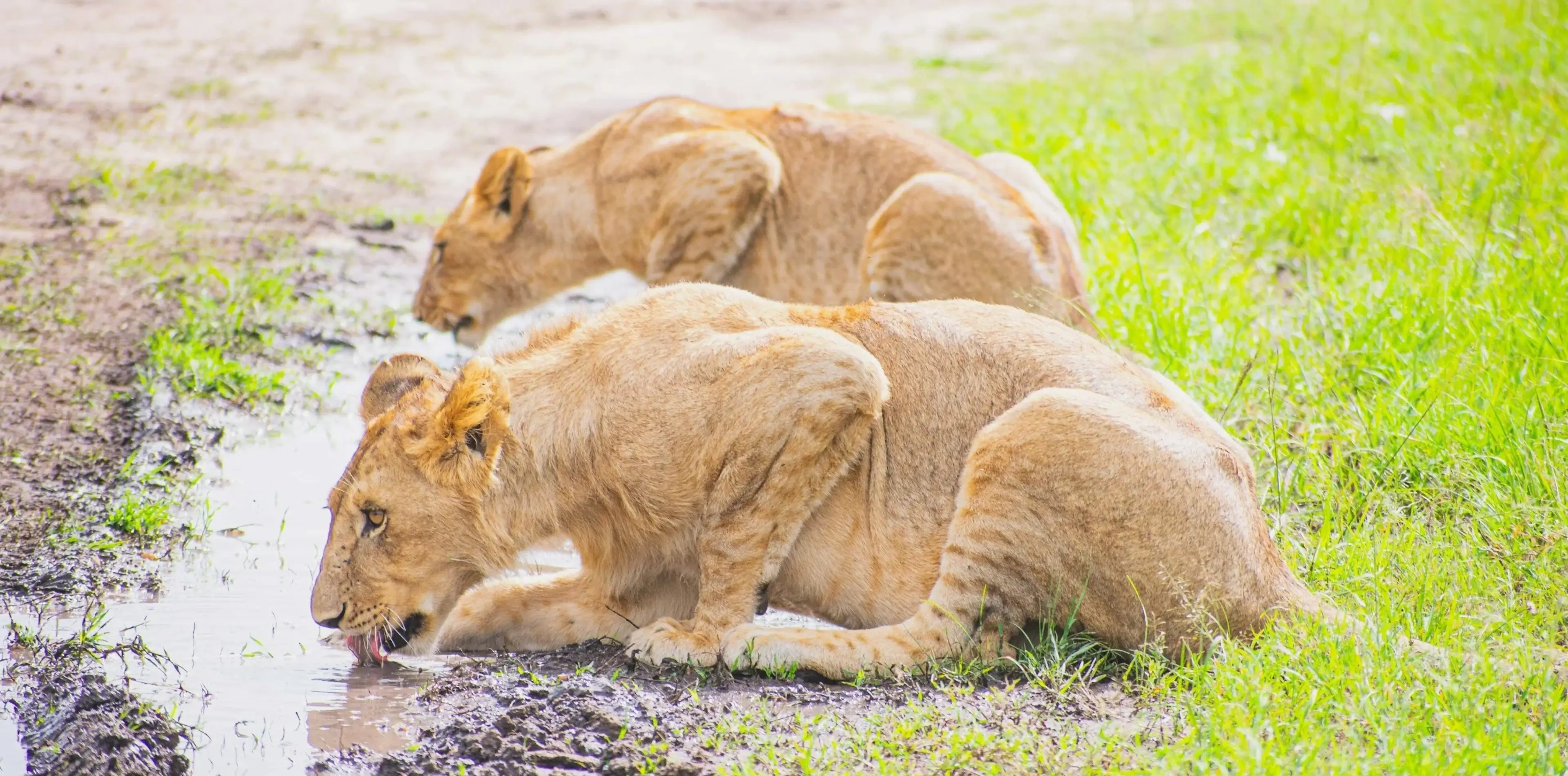 Arusha National Park Attractions