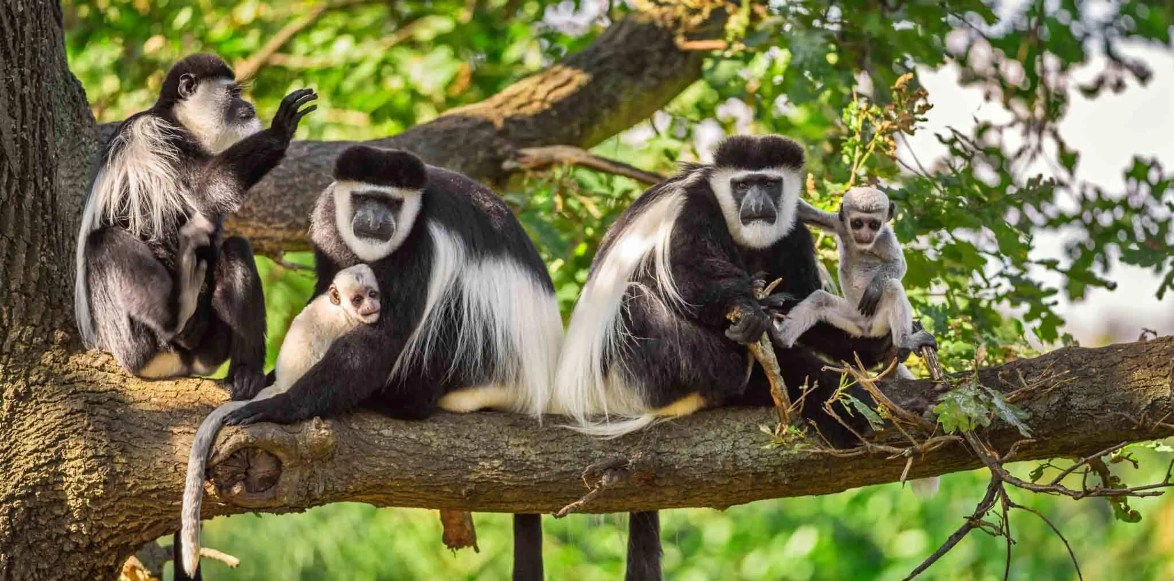 Arusha National Park Attractions