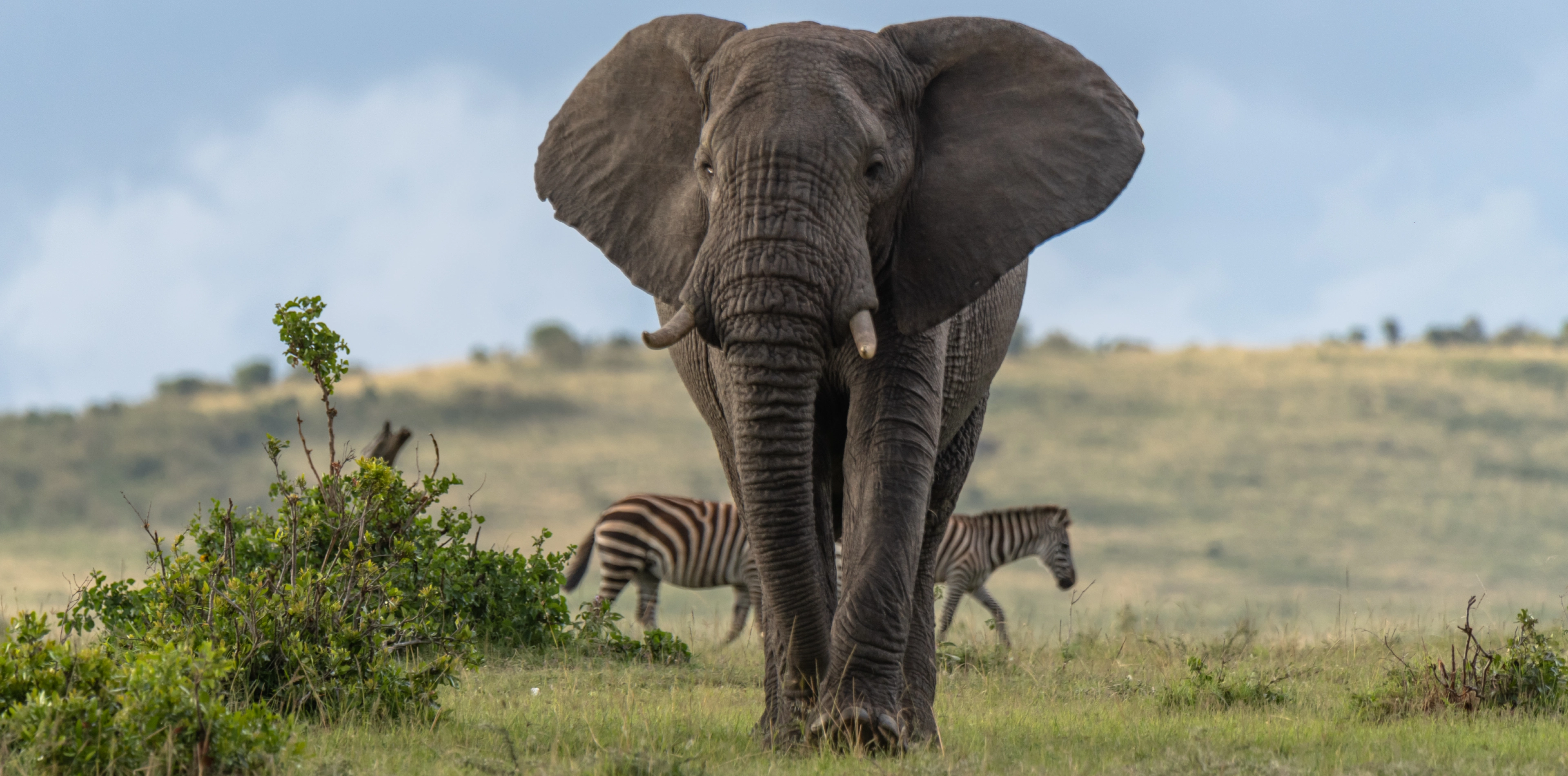 Big Five Safari