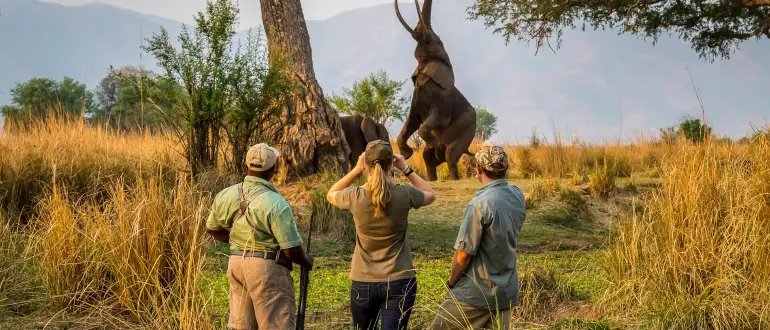 Wildebeest Migration