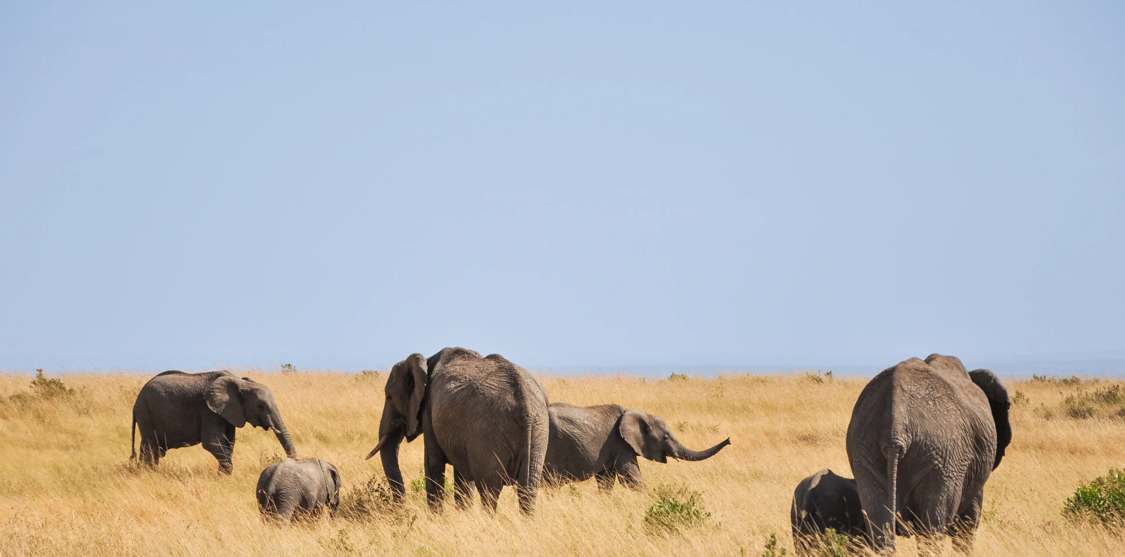 4 Days Wildlife Safari in Tanzania