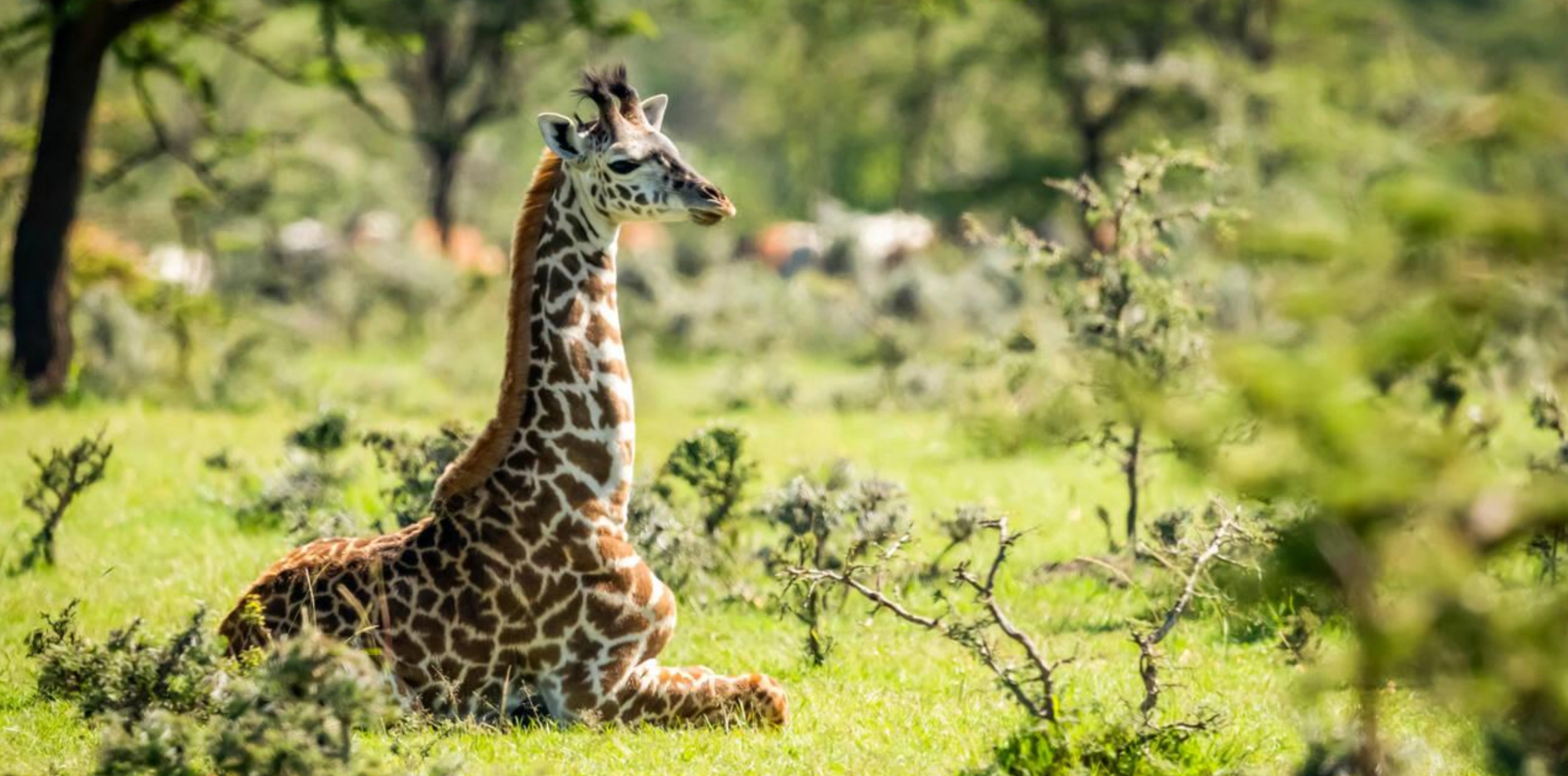 Kilimanjaro National Park Attractions
