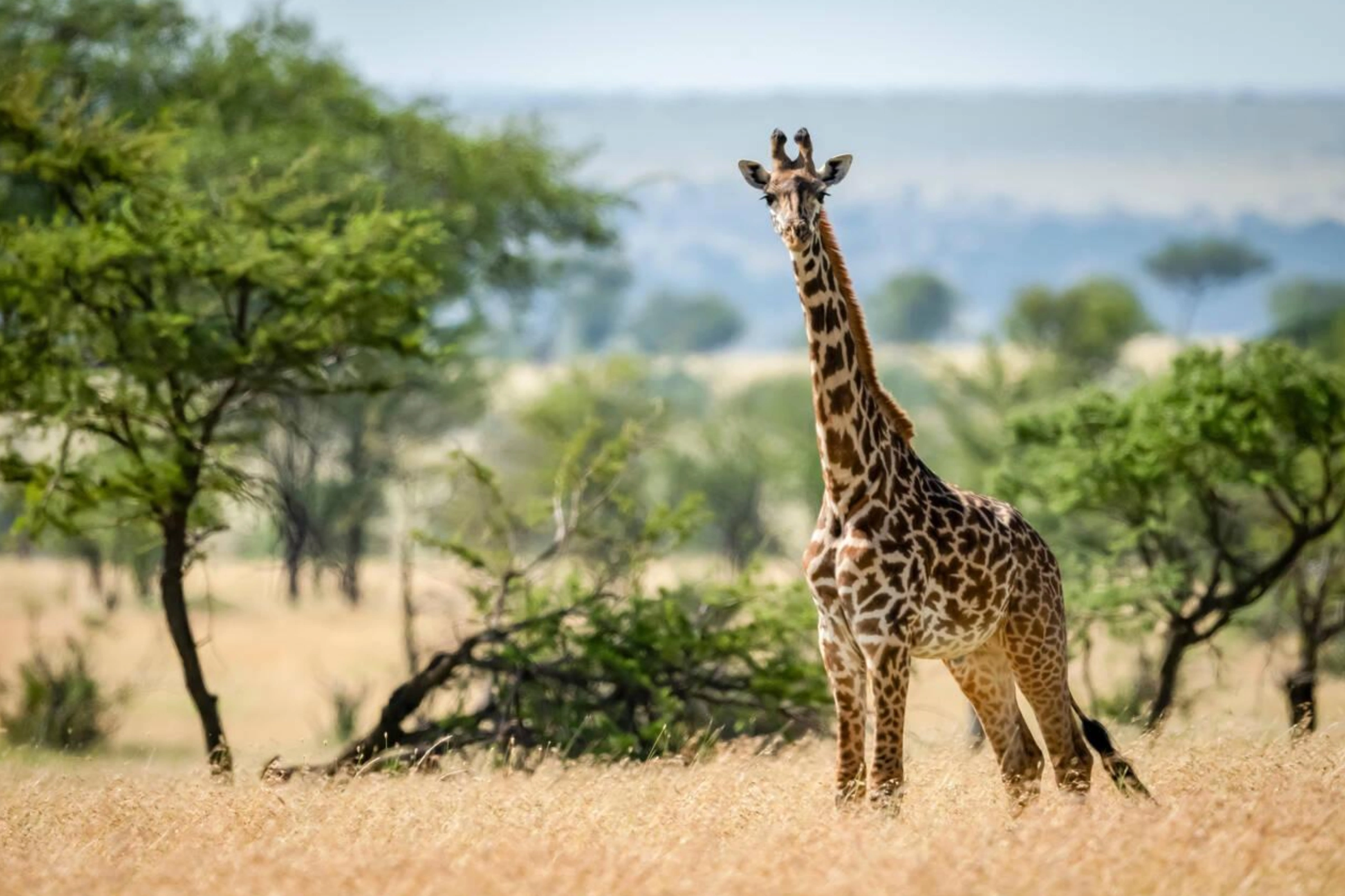 Best Time To Visit Kilimanjaro National Park