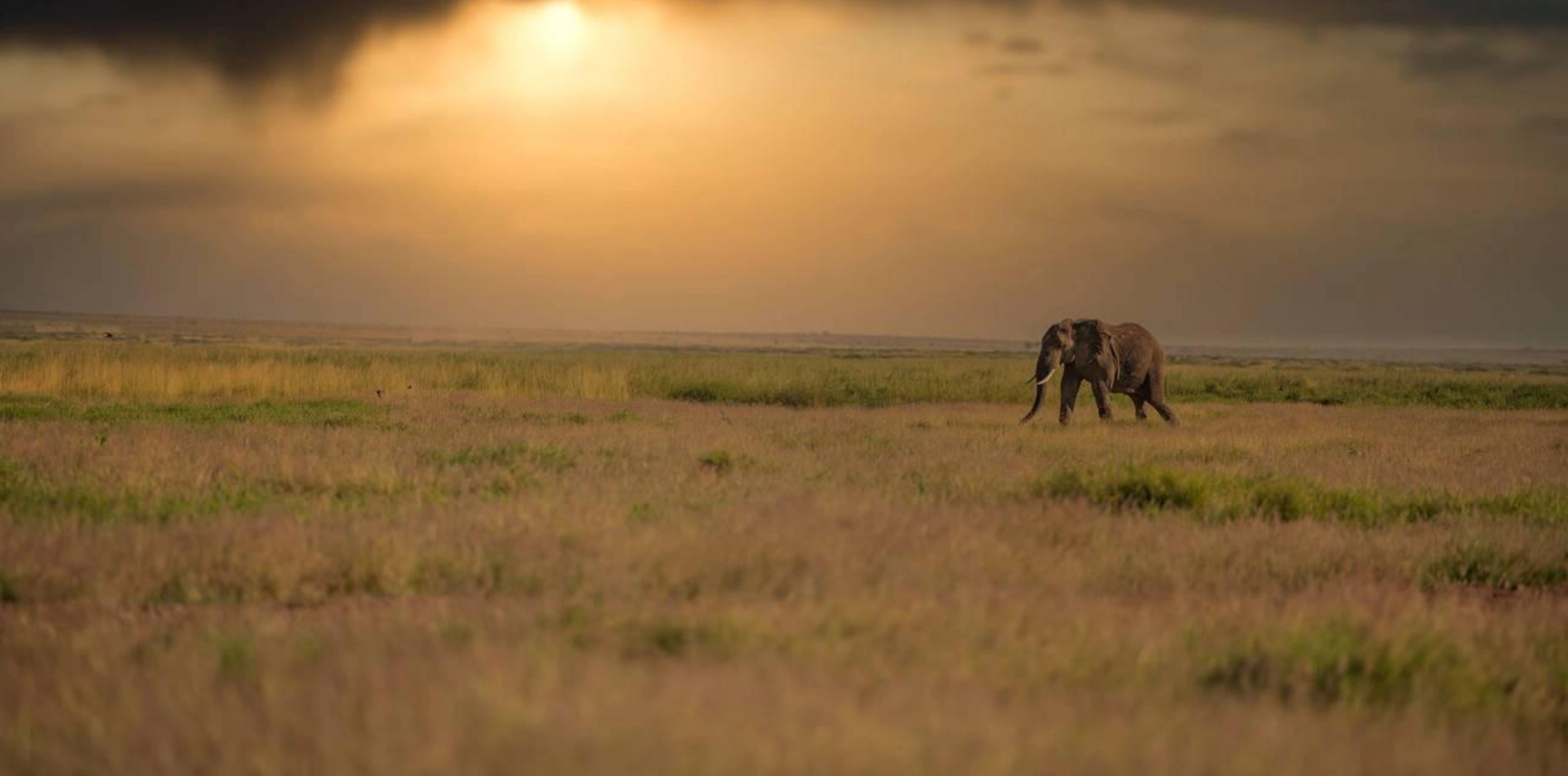 Kilimanjaro National Park