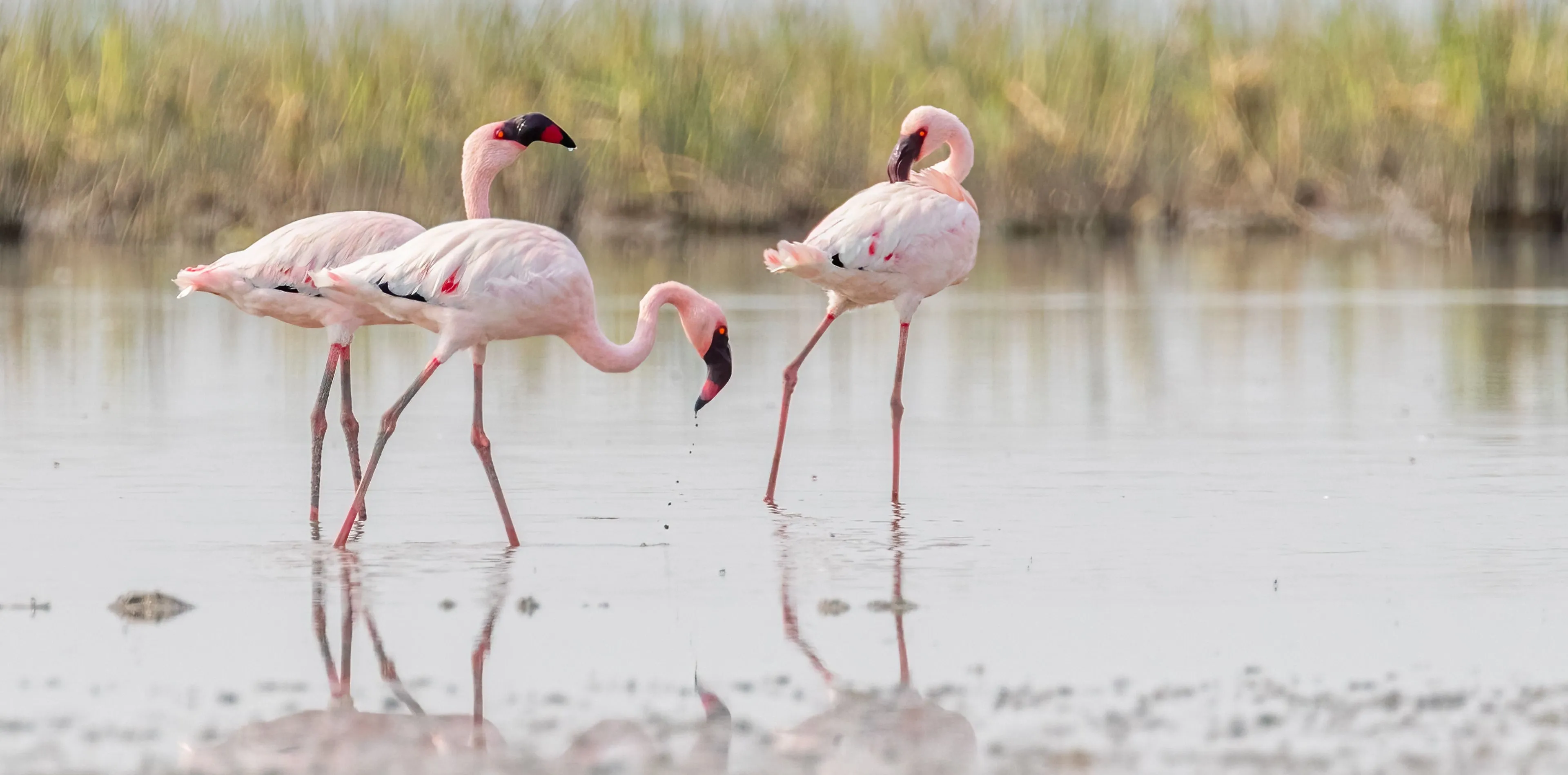 Lake Manyara National Park Attractions