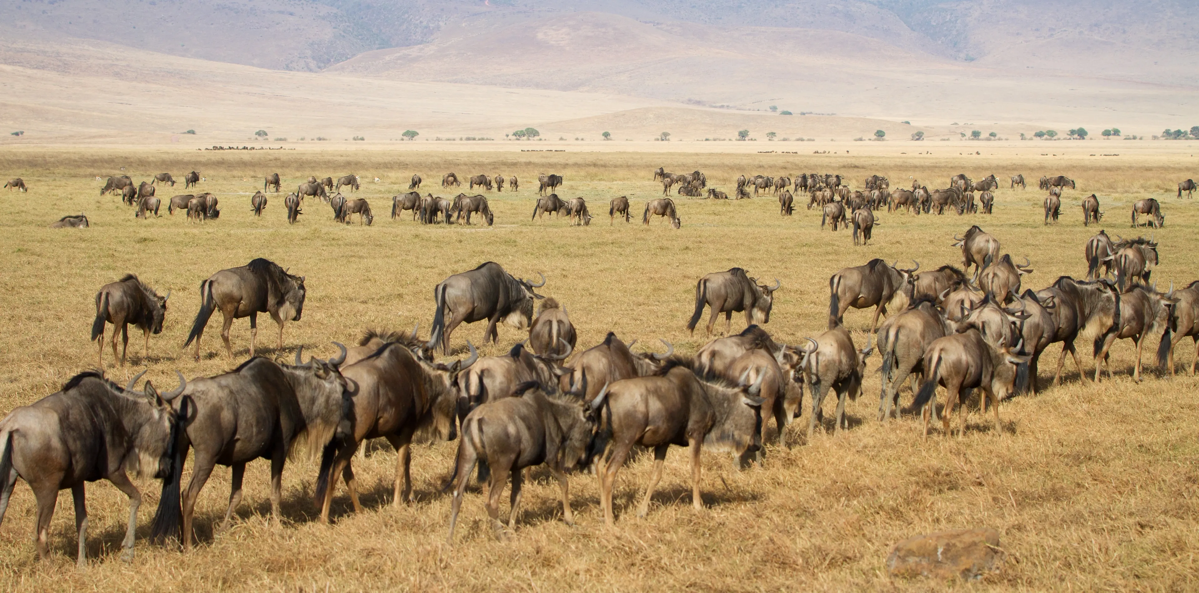Ngorongoro Crater Attractions