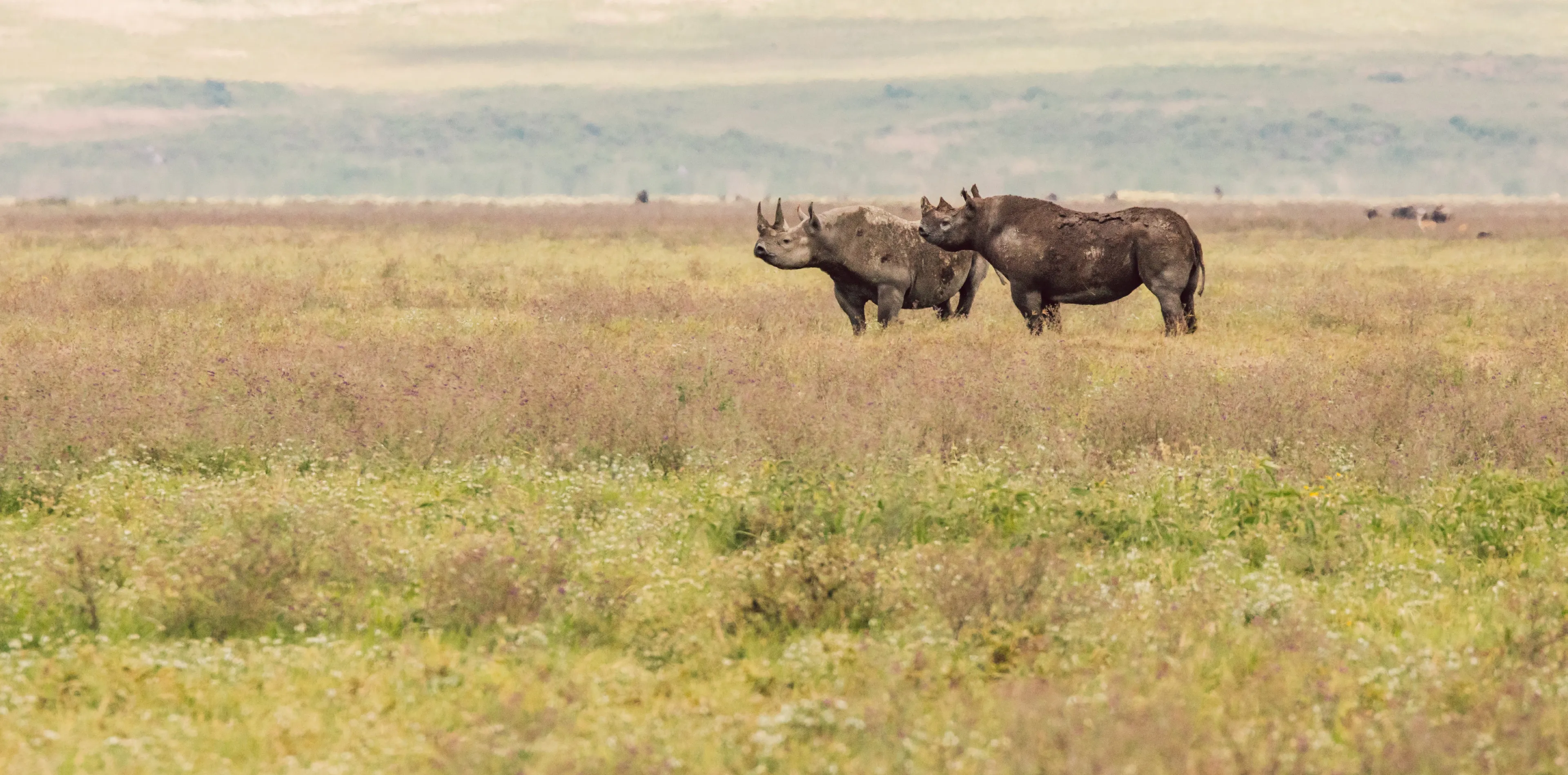 Ngorongoro Crater