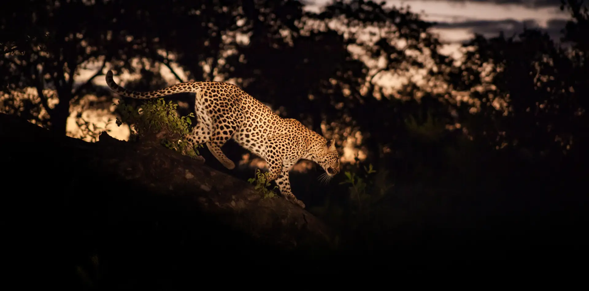 Night Game Drive Night Game Drive