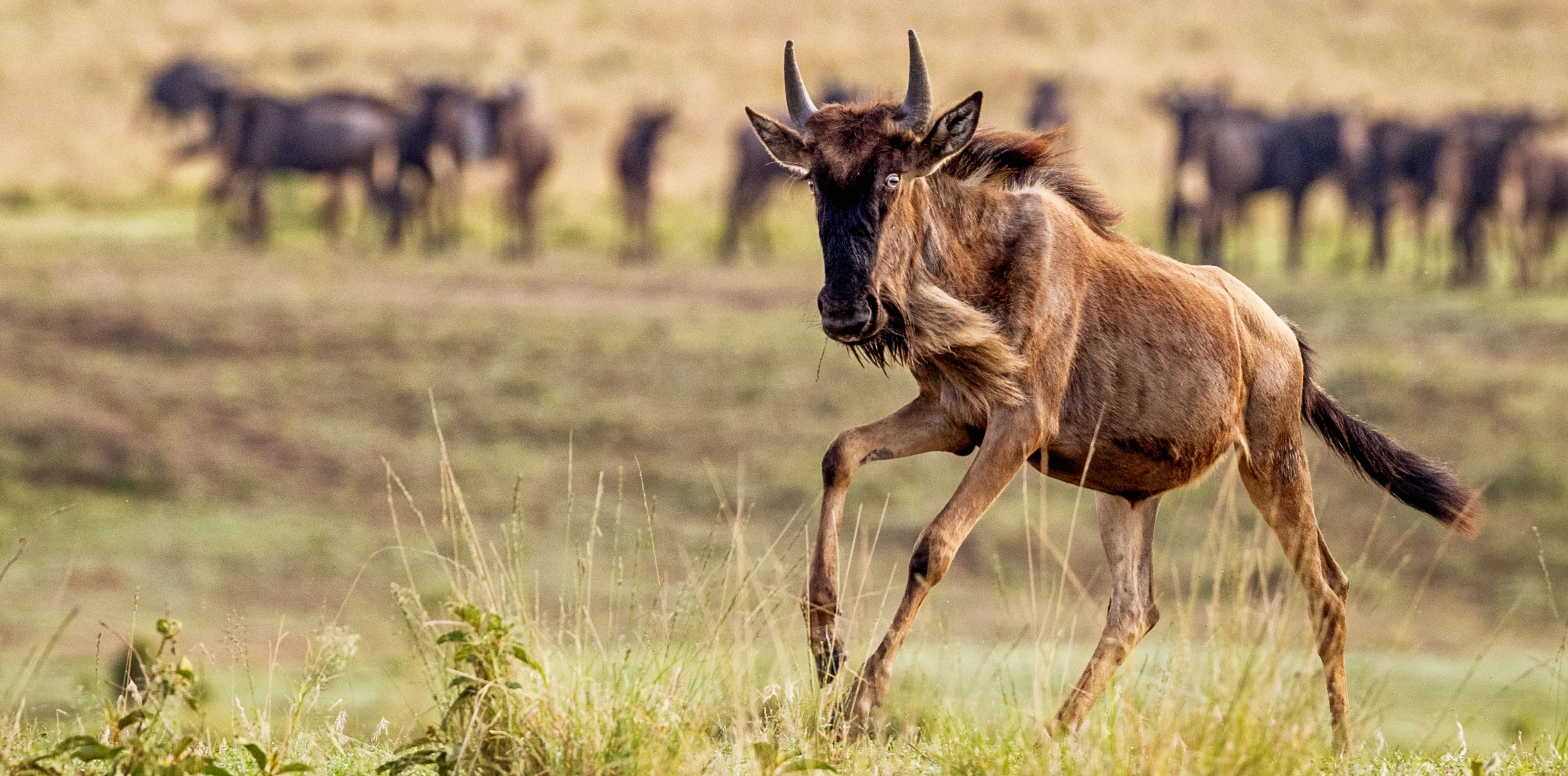 Serengeti National Park Attractions