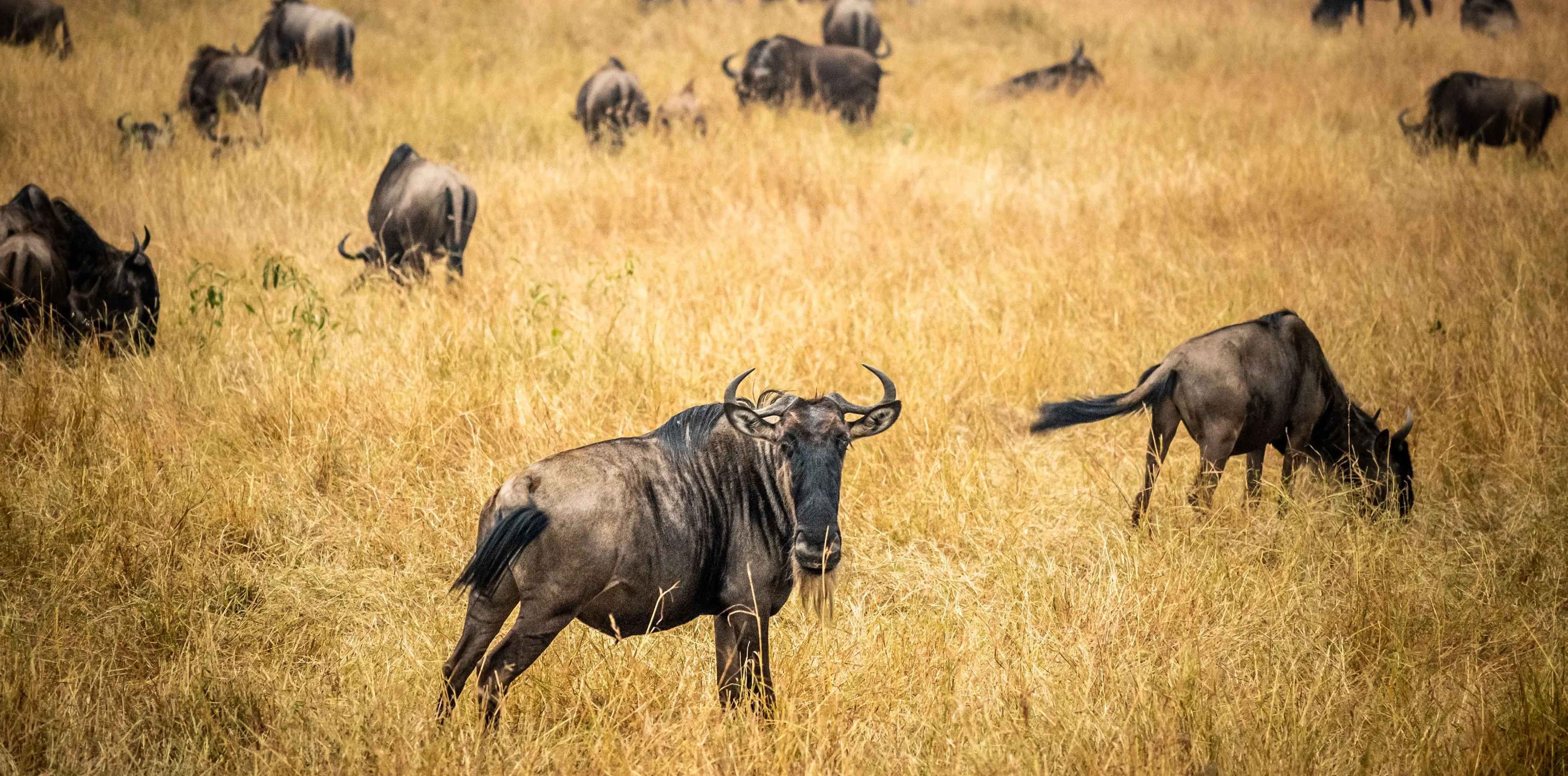Serengeti National Park Attractions