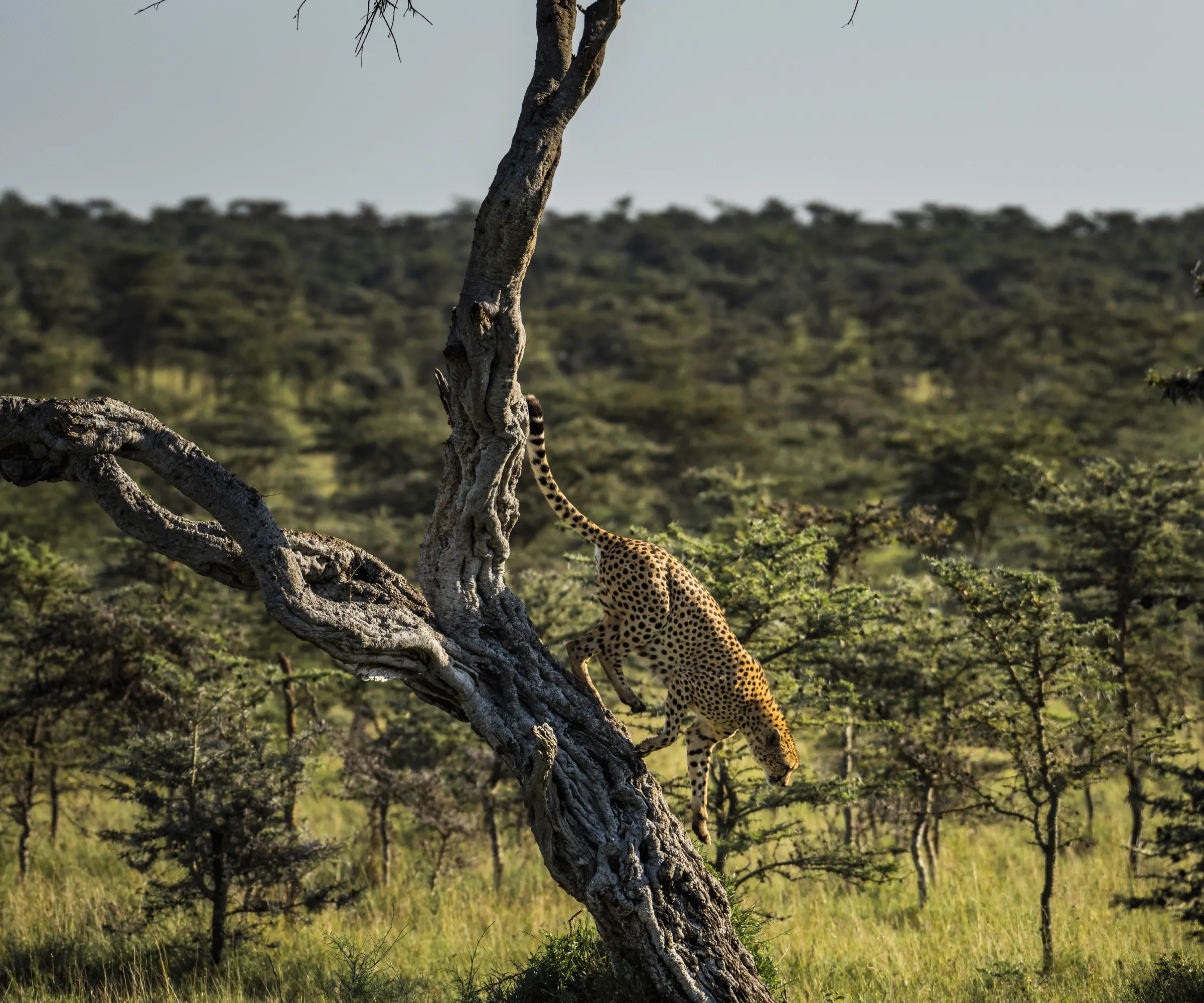 Serengeti National Park Our Impact