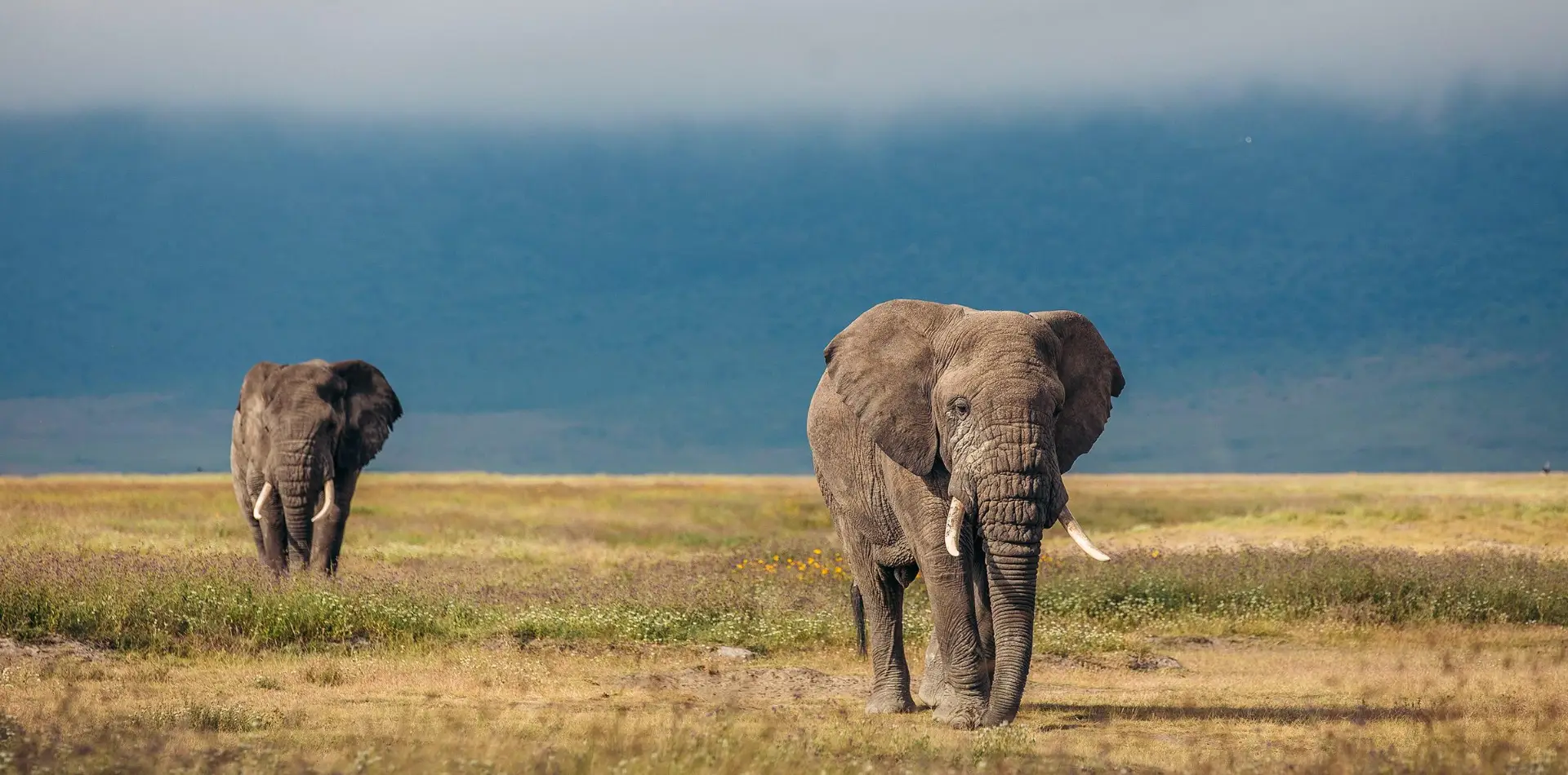 Tanzania Experiences
