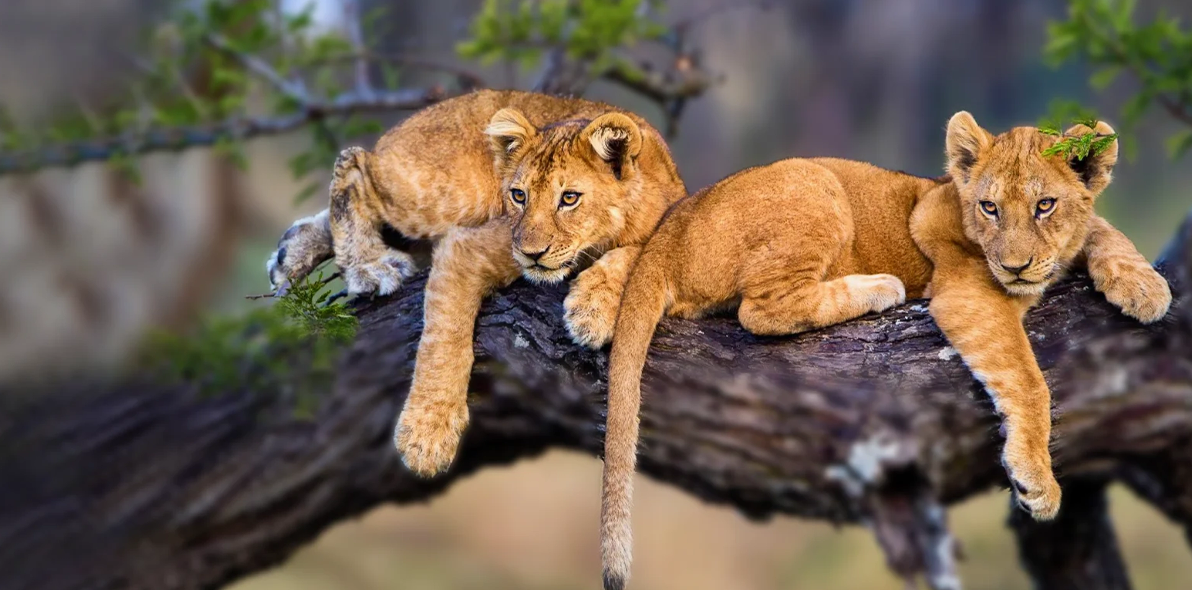 Tanzania Safari Cost