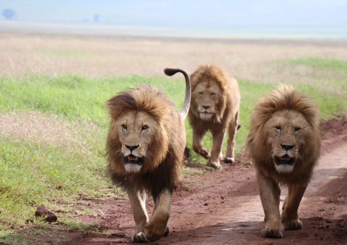 4 Days Wildlife Safari in Tanzania
