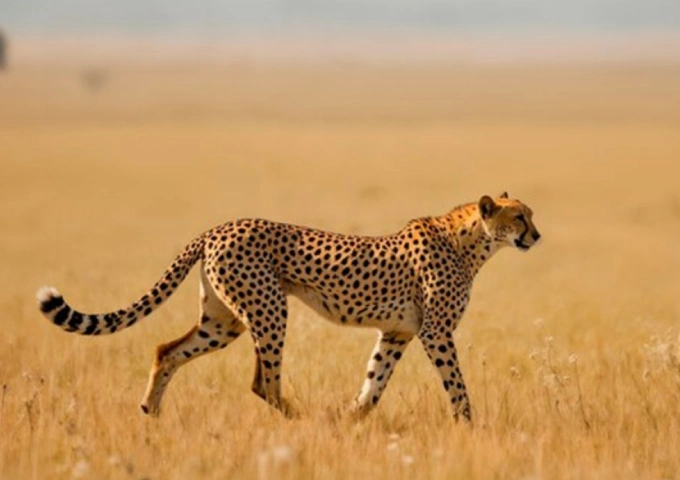 7 Days Big Five Safari In Tanzania