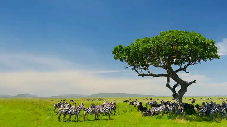 Best Time To Travel To Tanzania