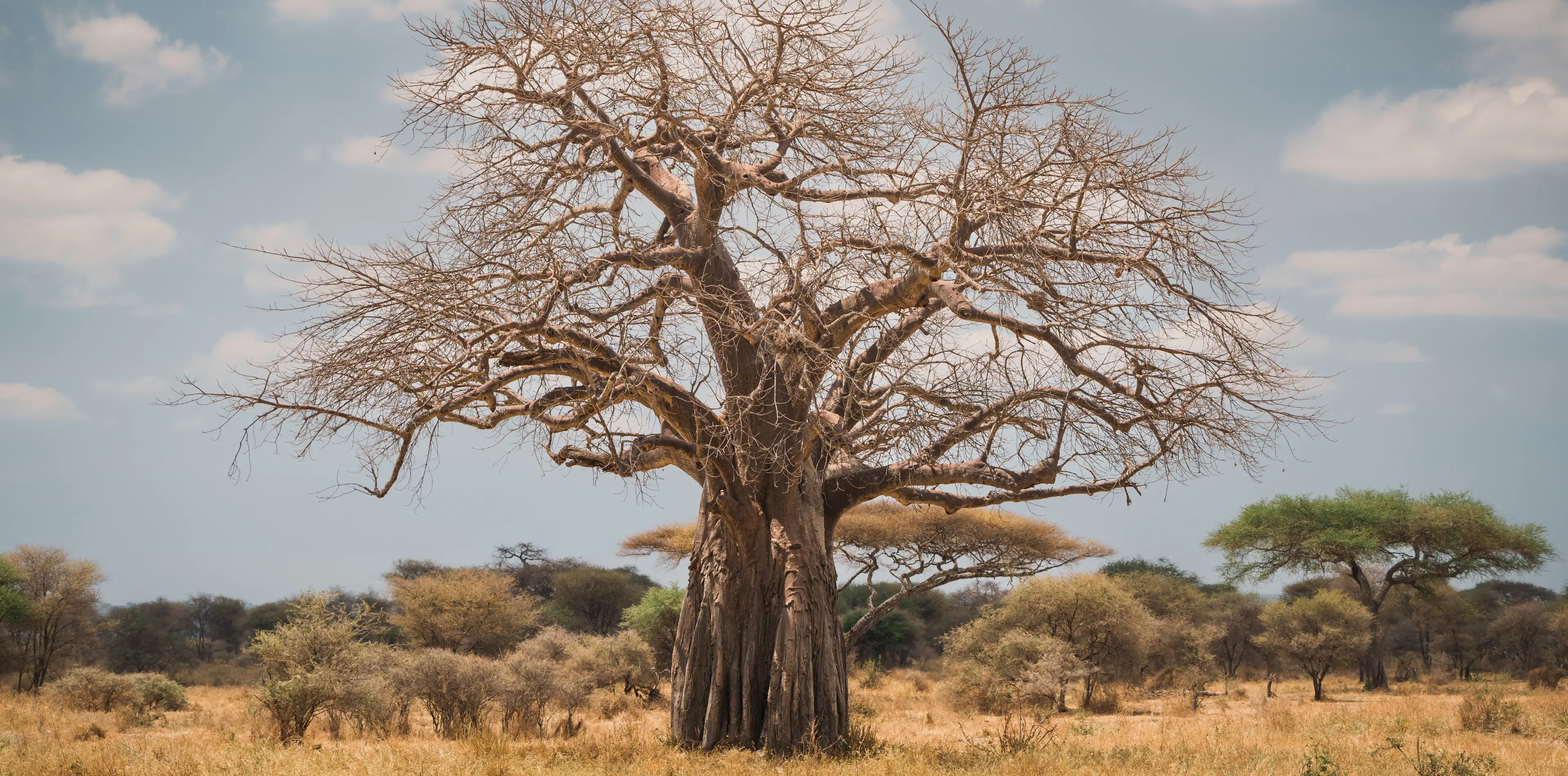 Tarangire National Park Attractions