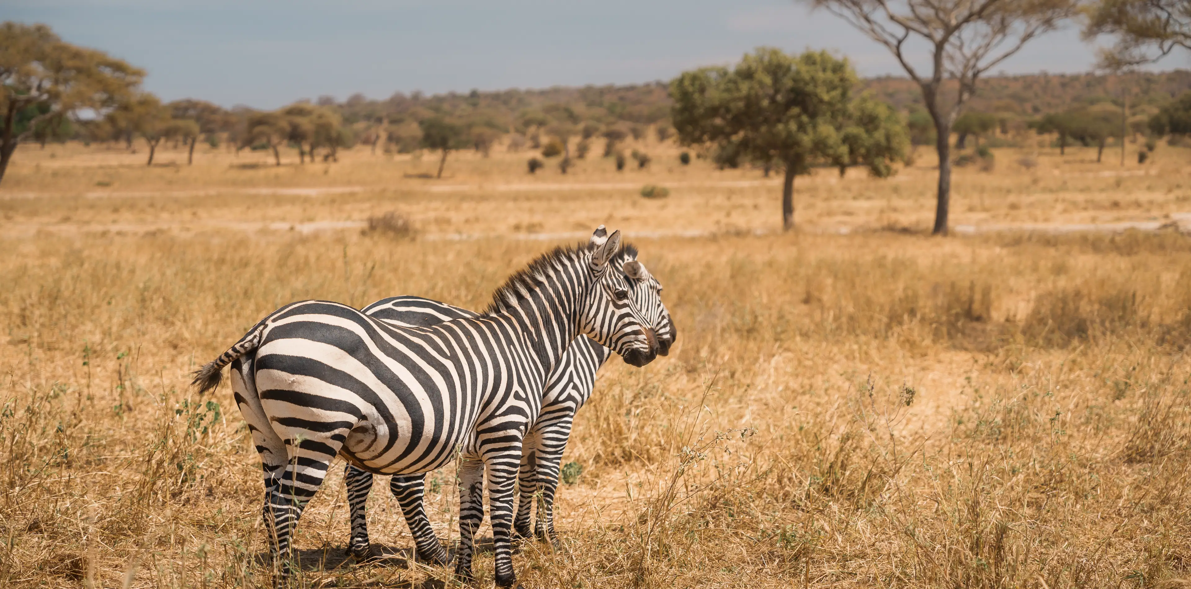 Tarangire National Park Attractions