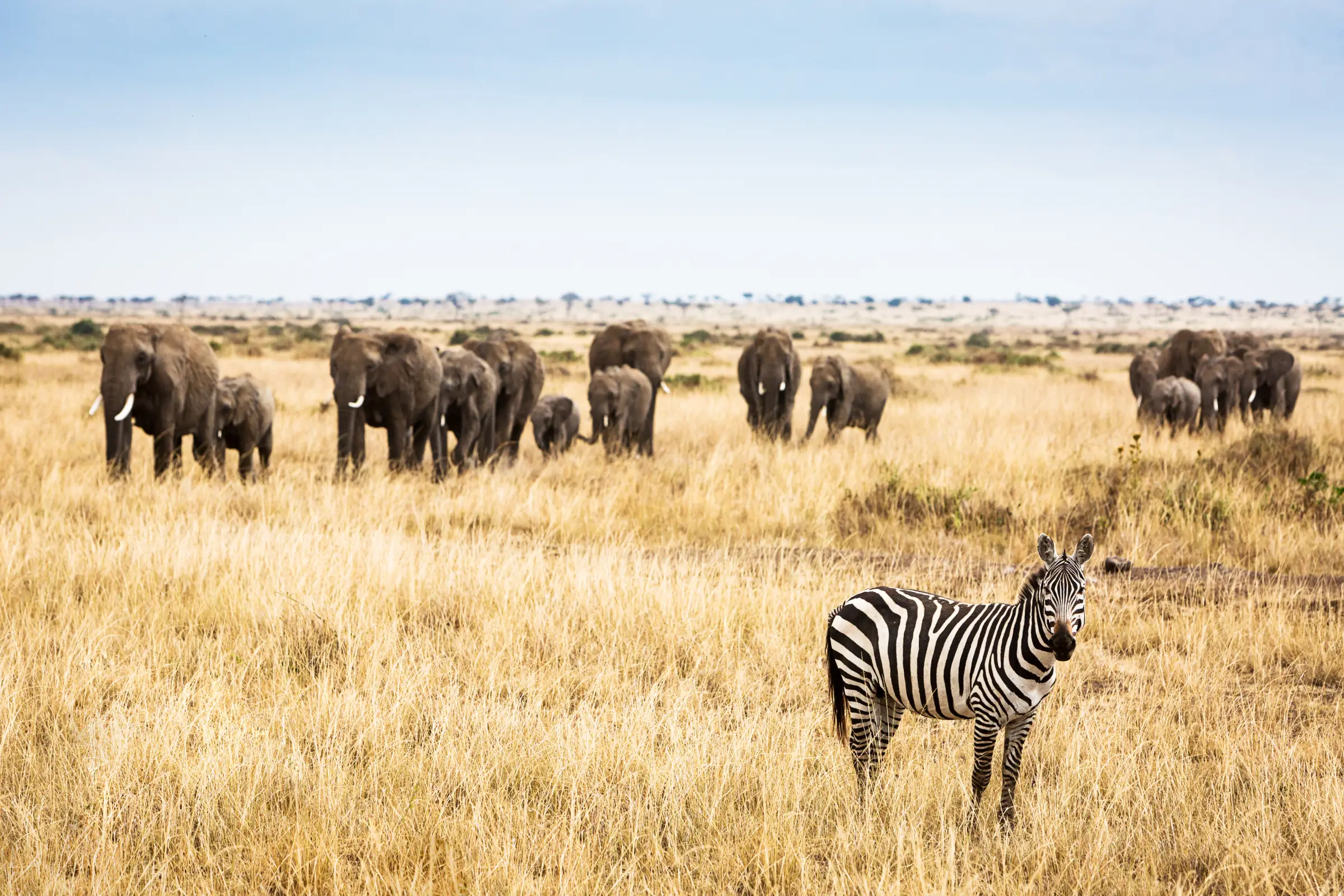 Best Time To Visit Tarangire National Park