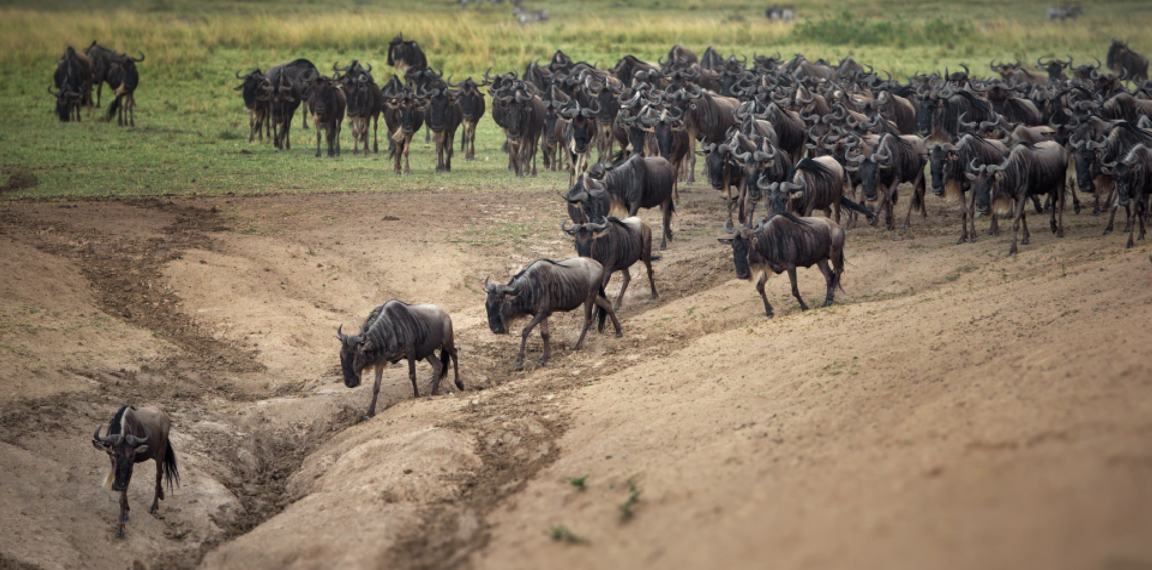 Wildebeest Migration