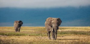 Big Five Safari Experience