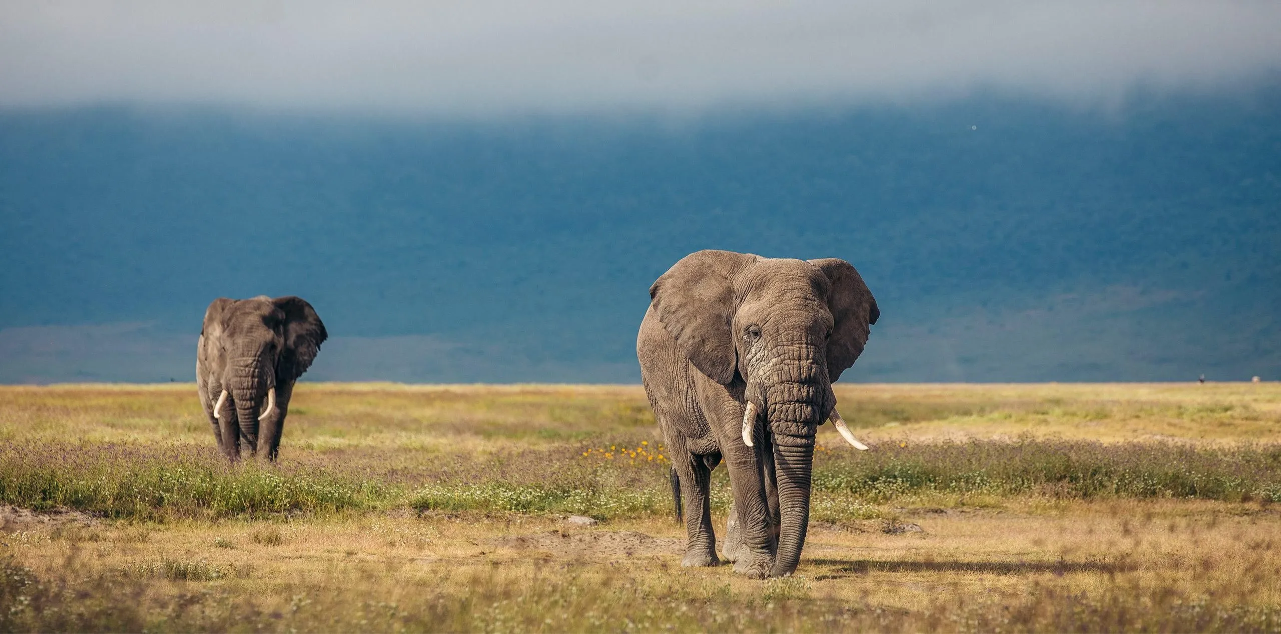 Big Five Safari Experience