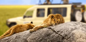Safari Travel Tips for First Timers