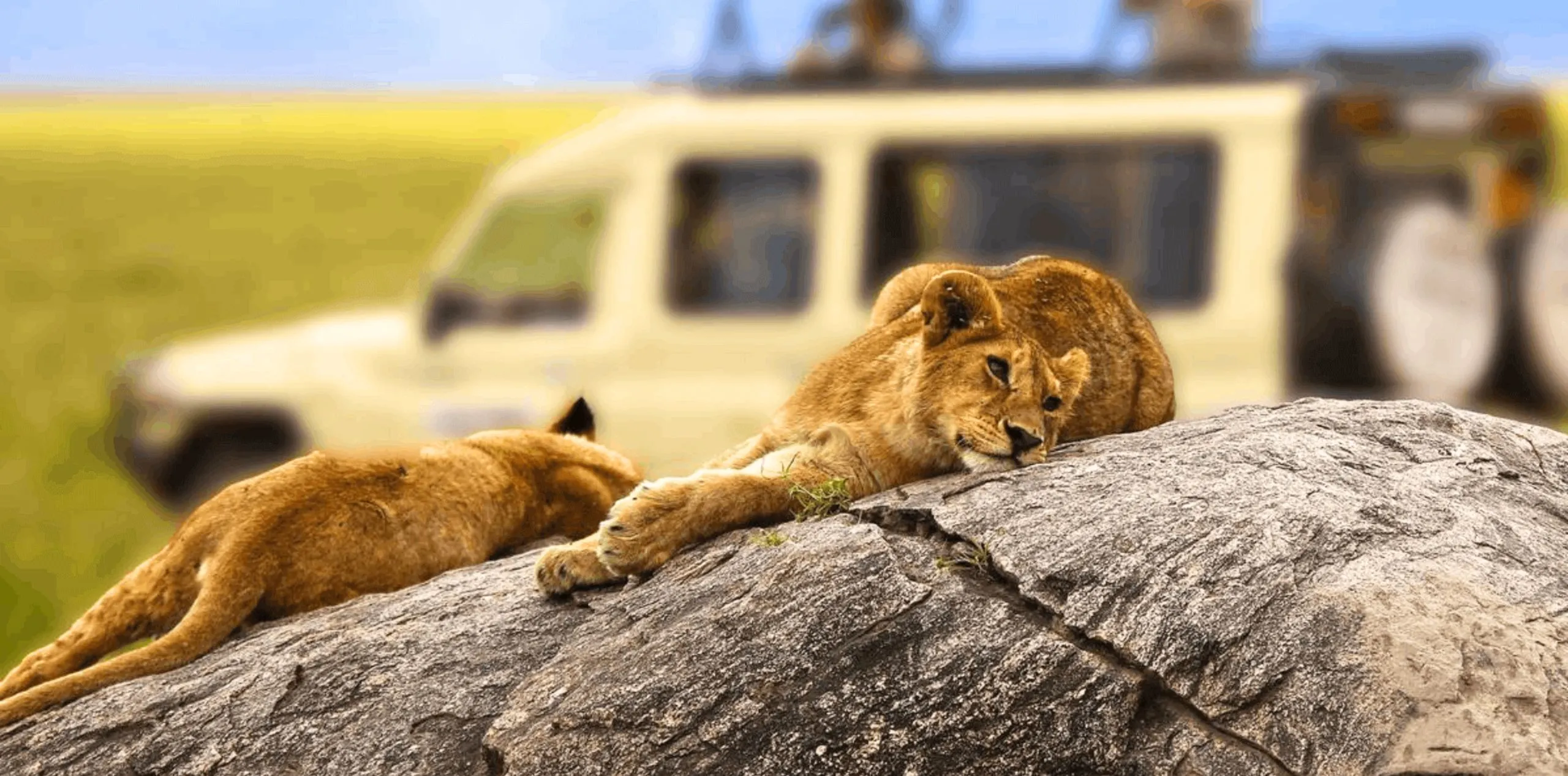 Why Tanzania Safari Is the Best Wildlife Experience You Can’t Miss in Africa?