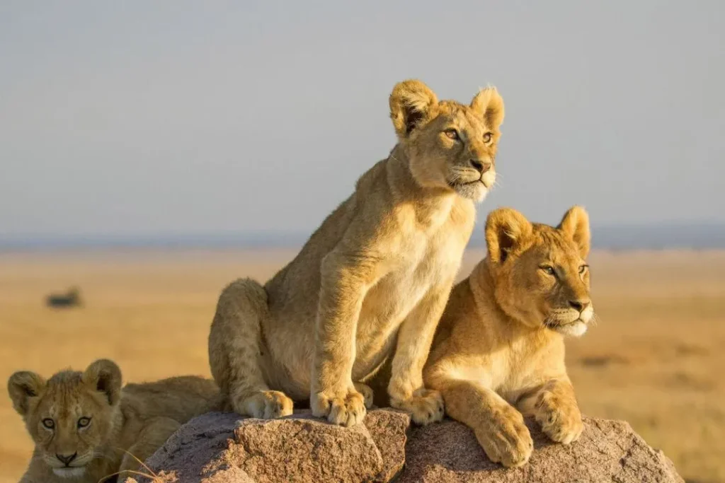 big five safari tanzania