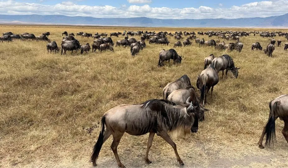 great wildebeest migration