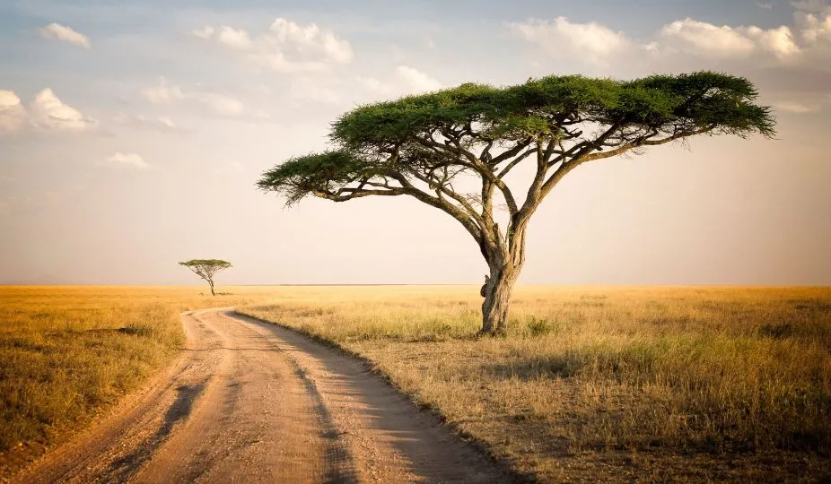 Best of East Africa Luxury Safari Journey
