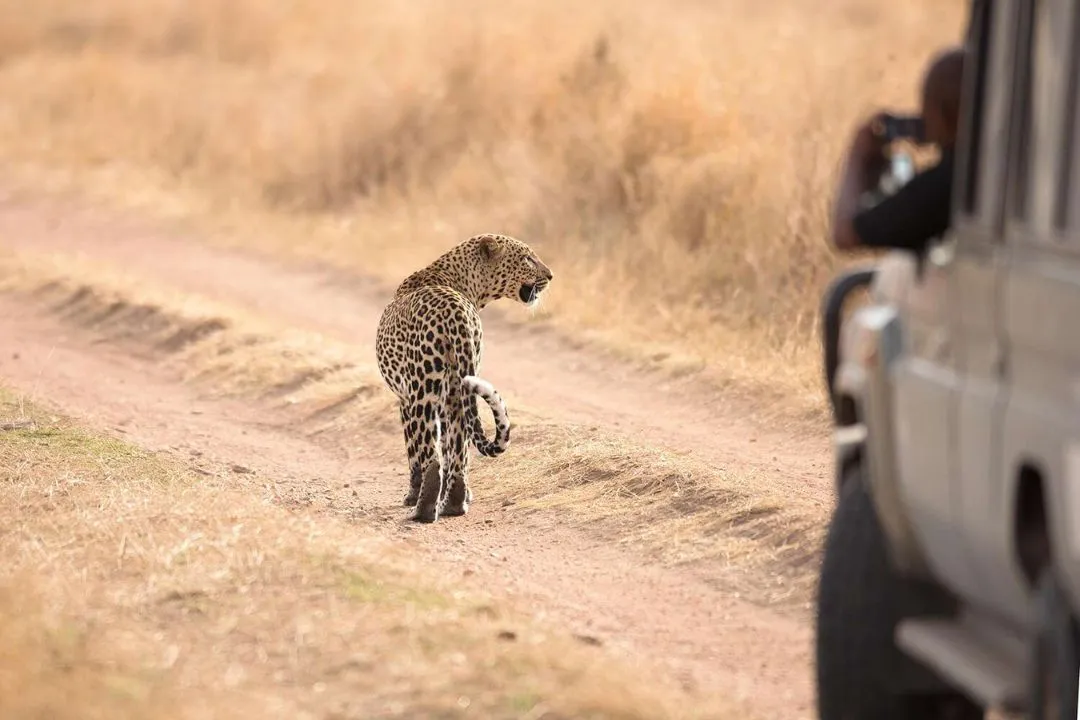 tanzania big five safaris