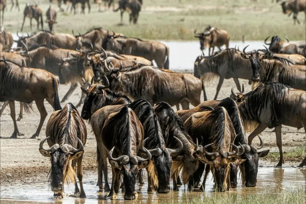 wildebeest migration safari