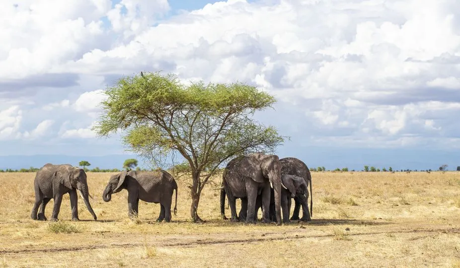 Best Places for Tanzania Safari